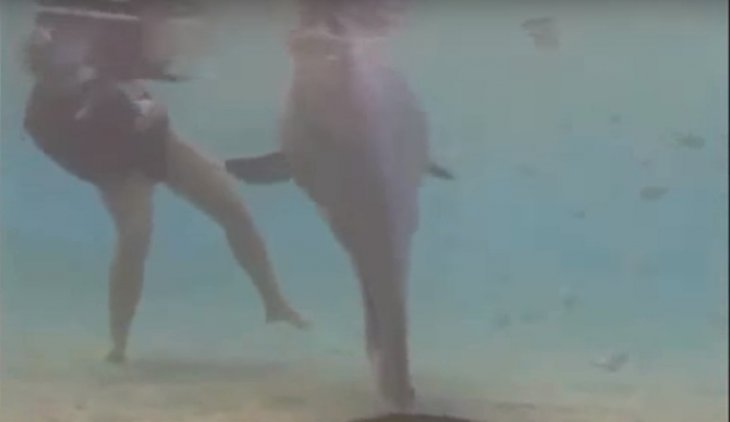  Un plongeur et un dauphin | Source : YouTube Dolphin Give Birth on Camera