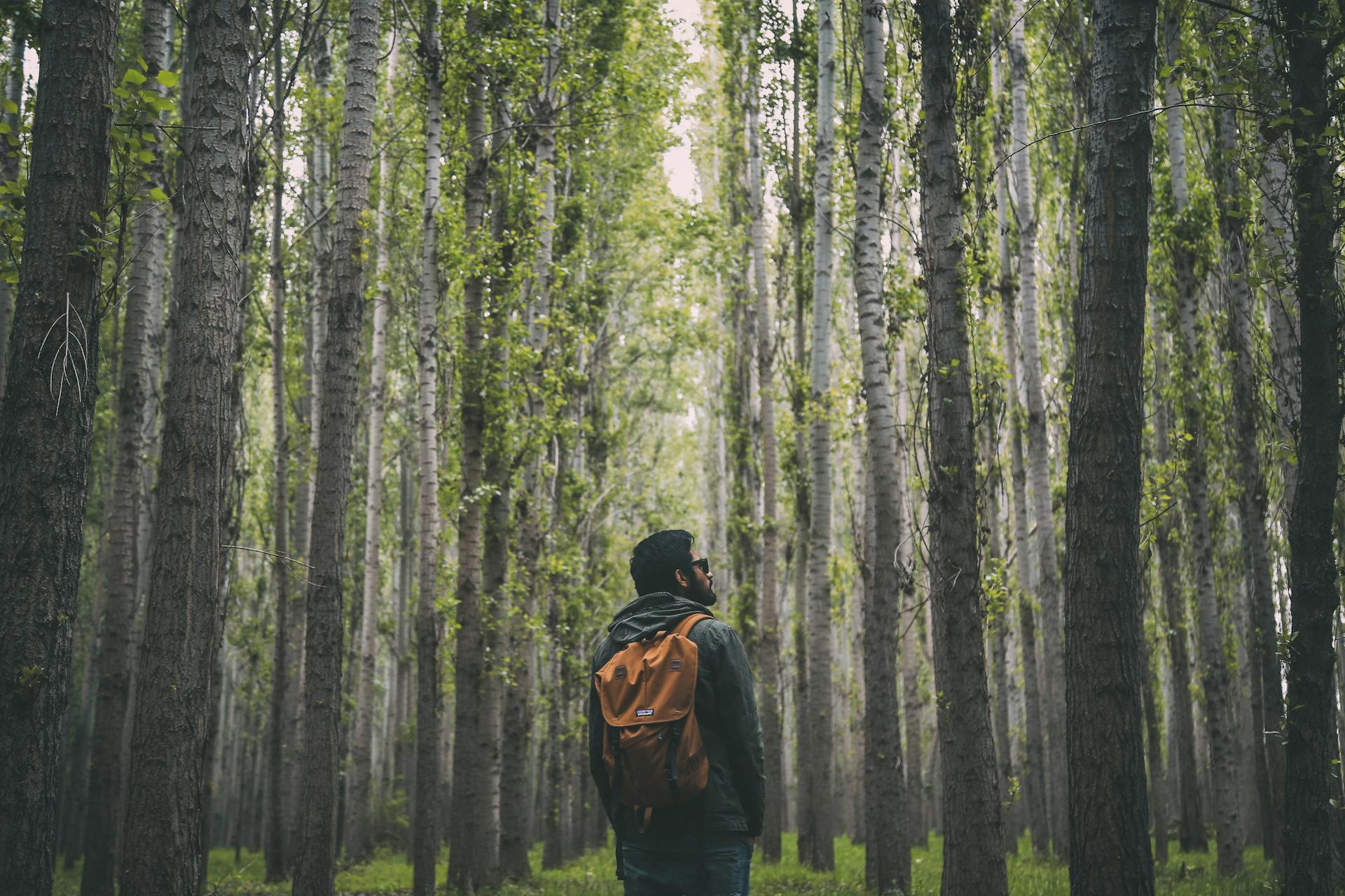 Un homme debout dans une forêt | Source : Pexels