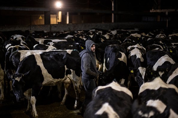 Des vaches.| Photo : Getty Images