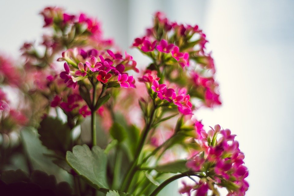 Fleur de Kalanchoe Rose. | Photo : Getty Images