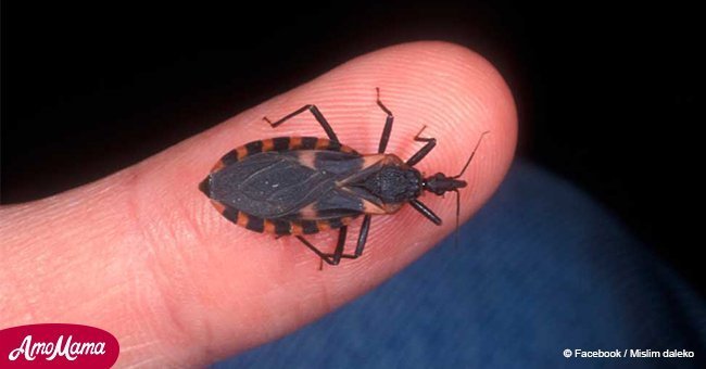 Faites attention ! Ce petit insecte tue des centaines d'enfants et de chiens 