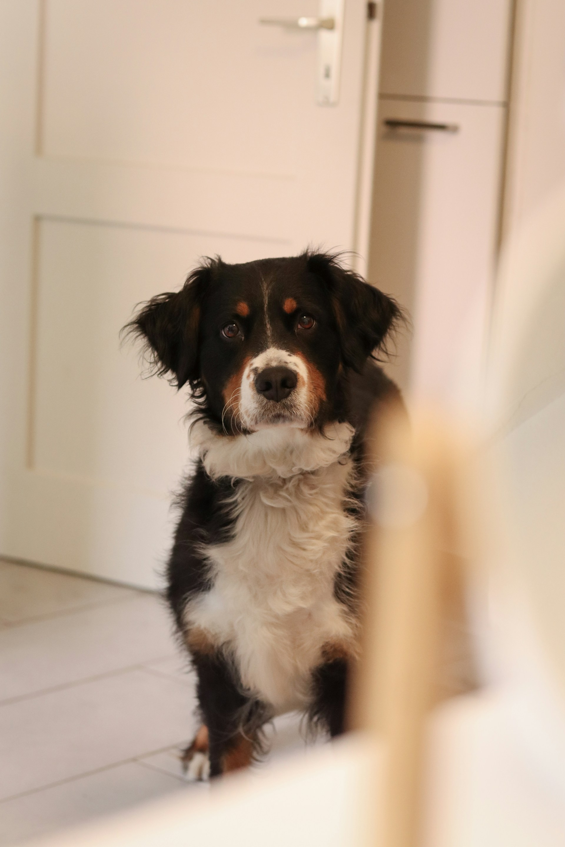 Un adorable chien dans une chambre | Source : Unsplash