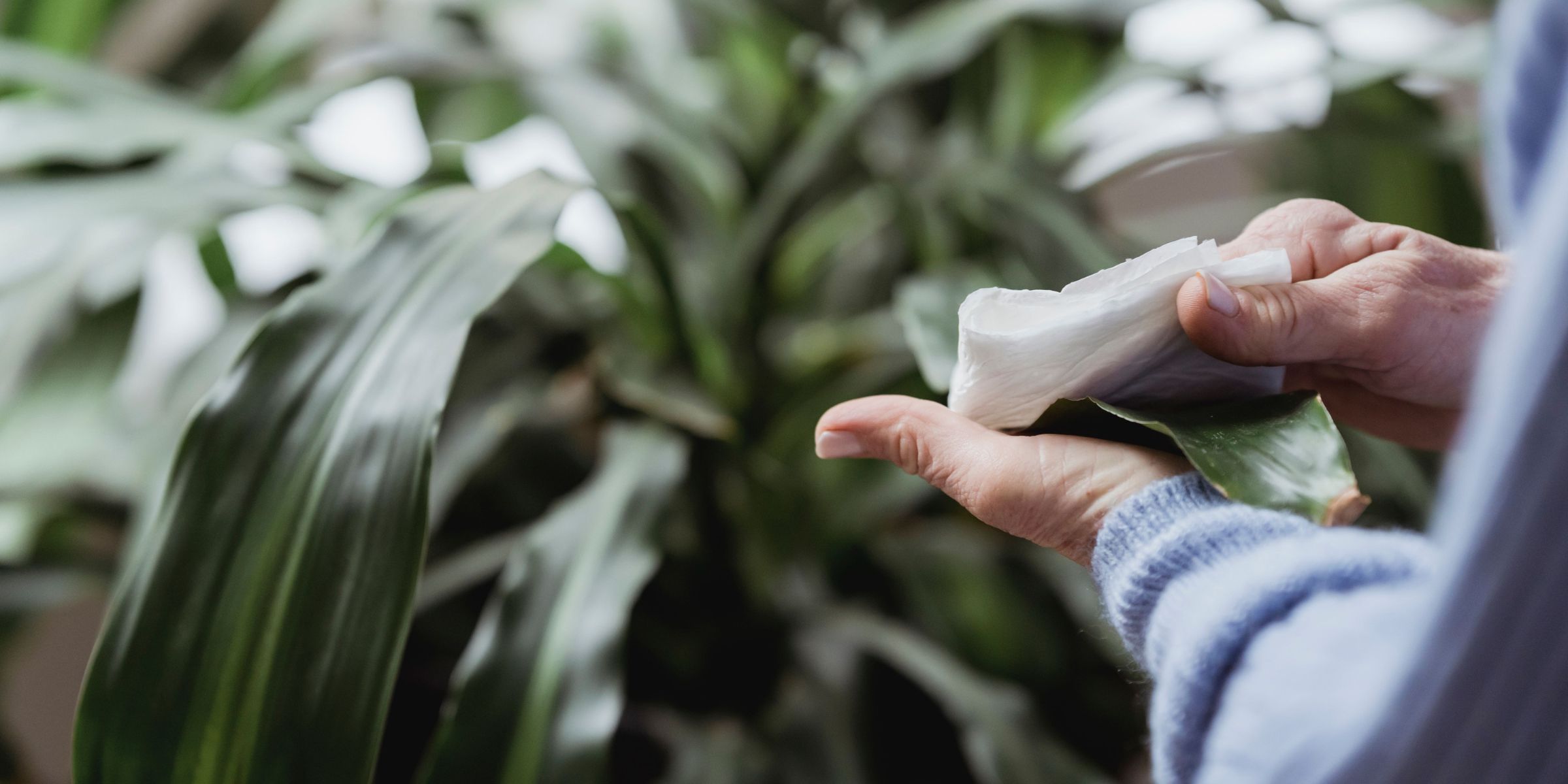 Une personne en train d'essuyer les feuilles d'une plante | Source : Pexels
