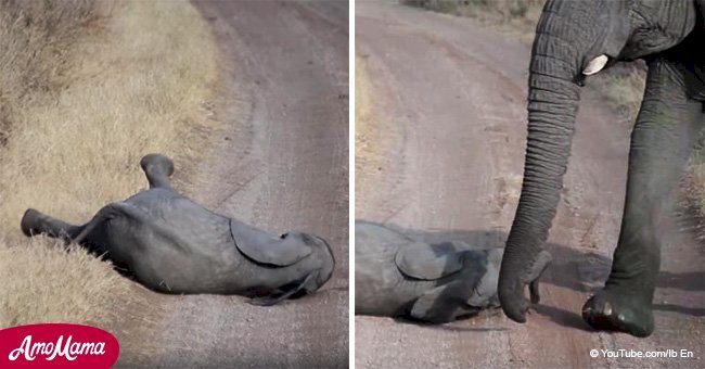 Un bébé éléphant bouleversé fait une crise de colère - ses parents l'ignorent et s'en vont (vidéo)