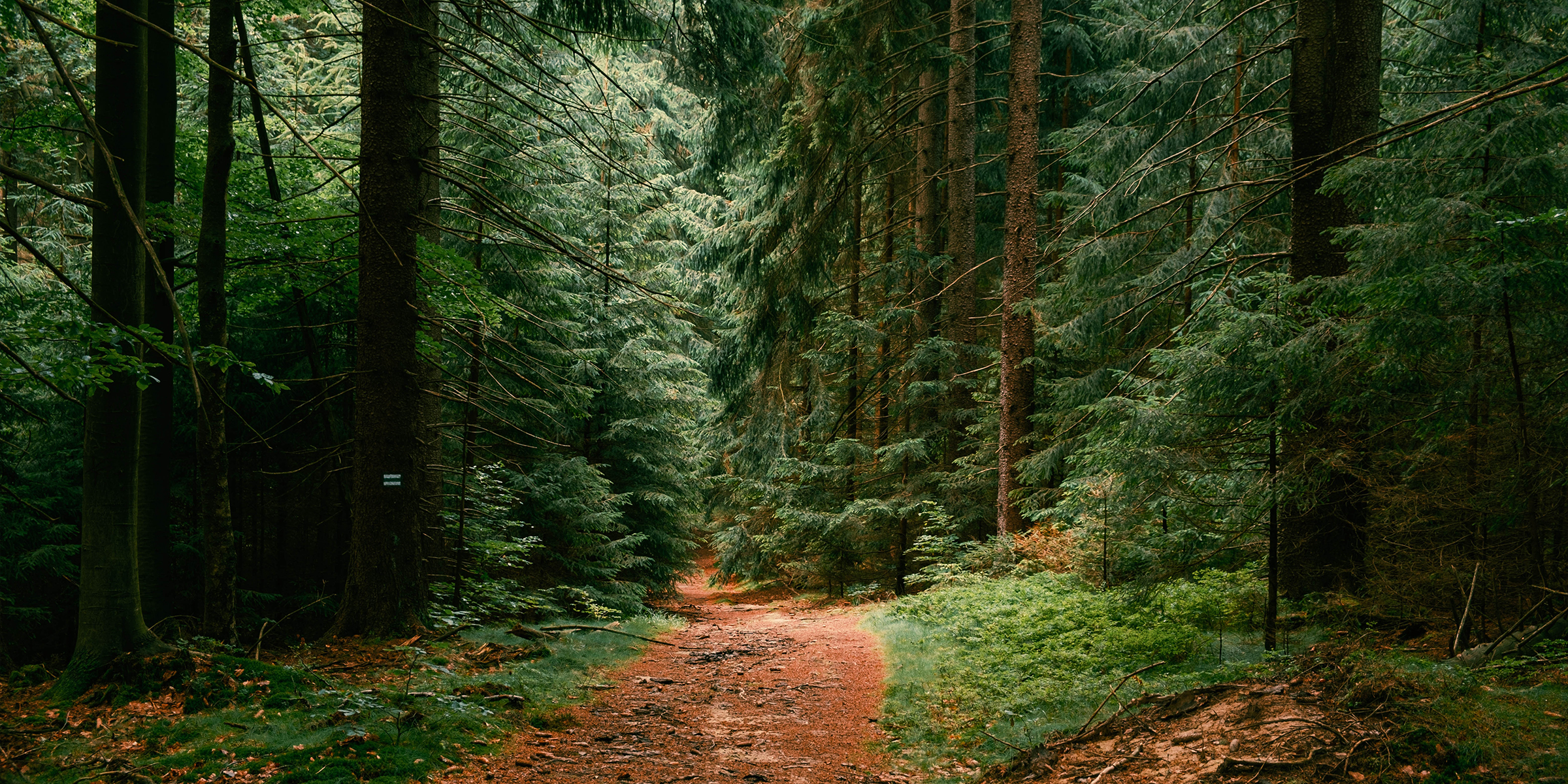 Un chemin dans les bois | Source : Shutterstock