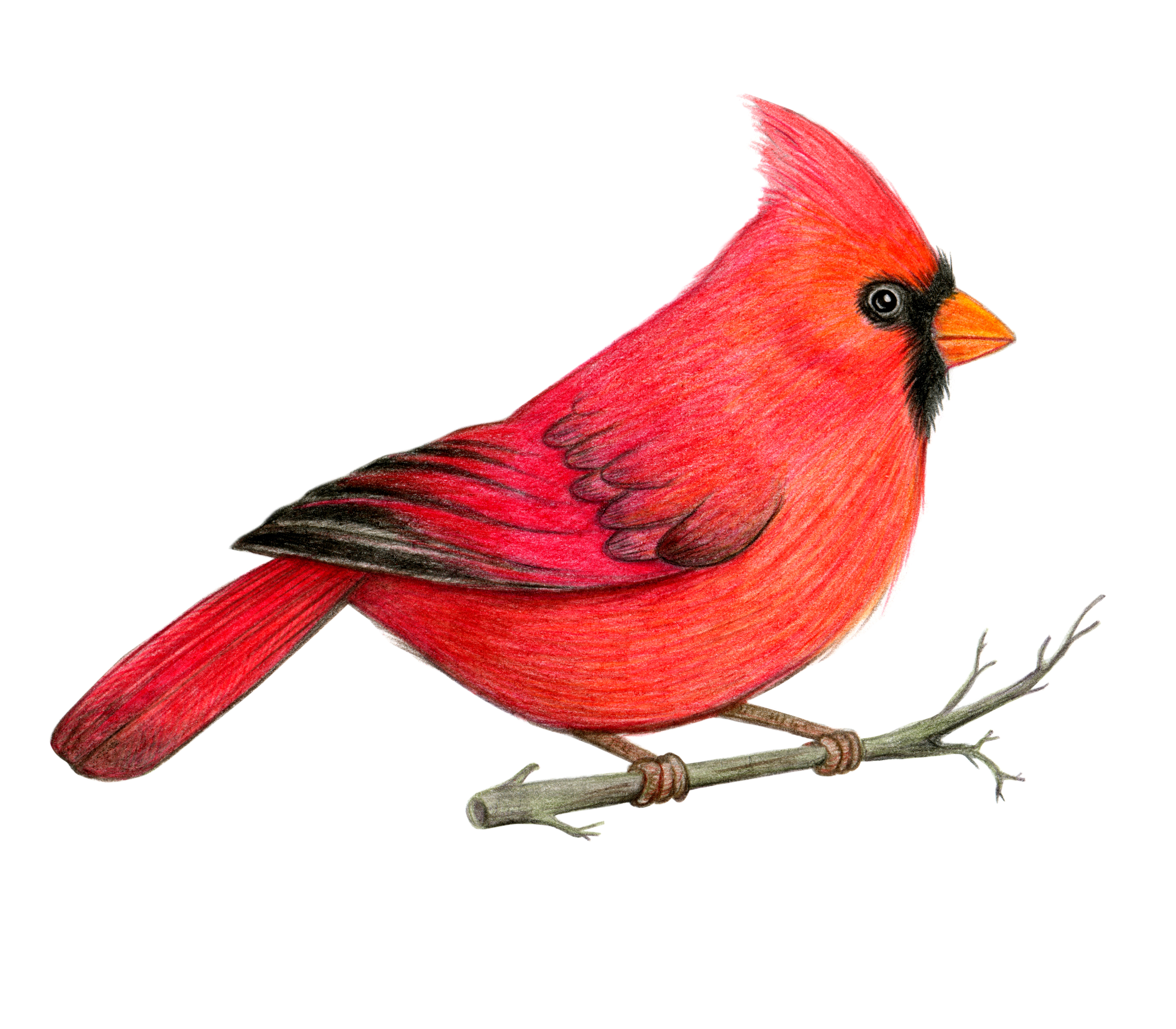 Oiseau cardinal rouge illustration dessinée à la main. Oiseau cardinal du Nord. Dessin au crayon de couleur. Croquis en couleur. Illustration colorée | Source : Getty Images