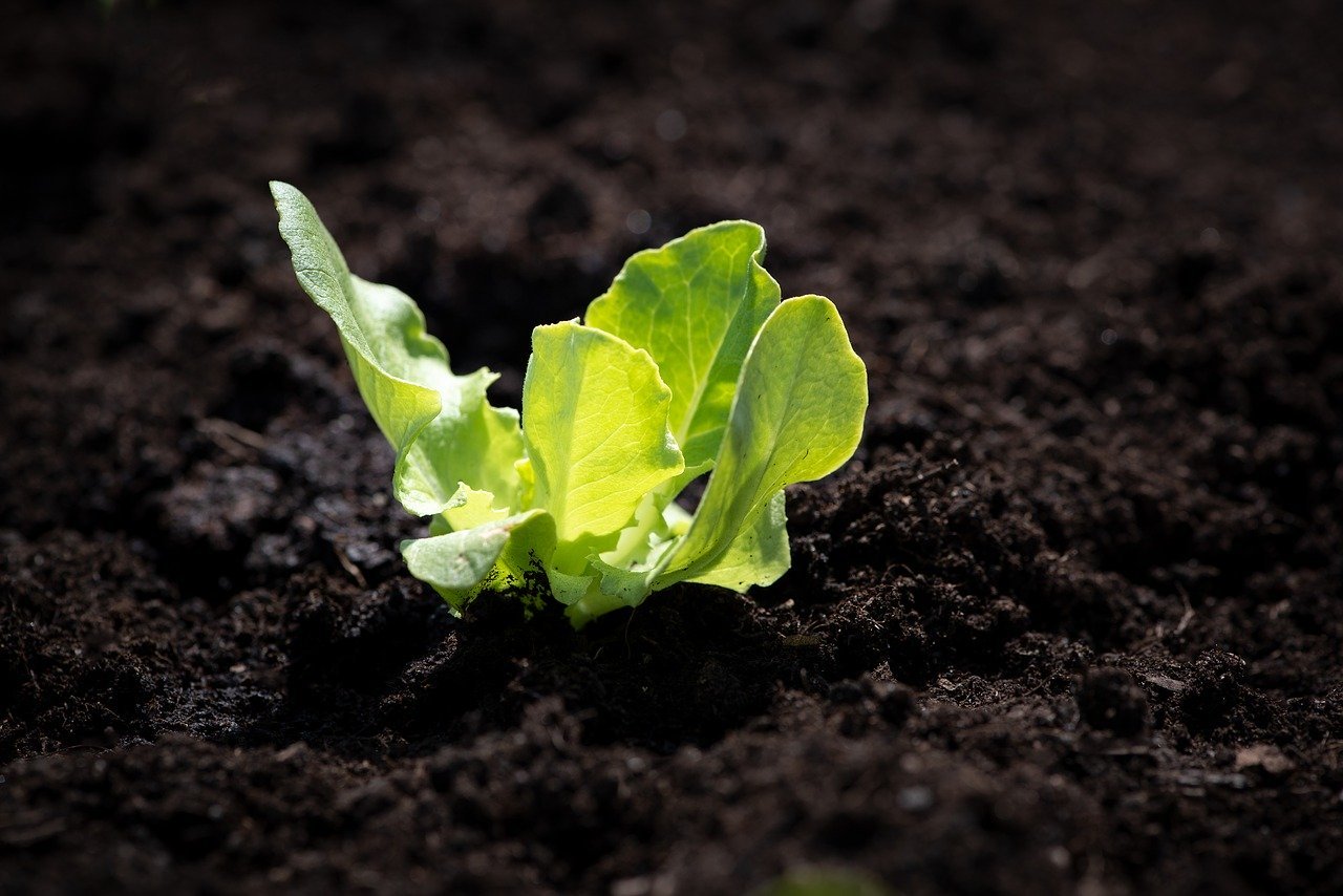 Un semis de laitue | Photo : Pixabay