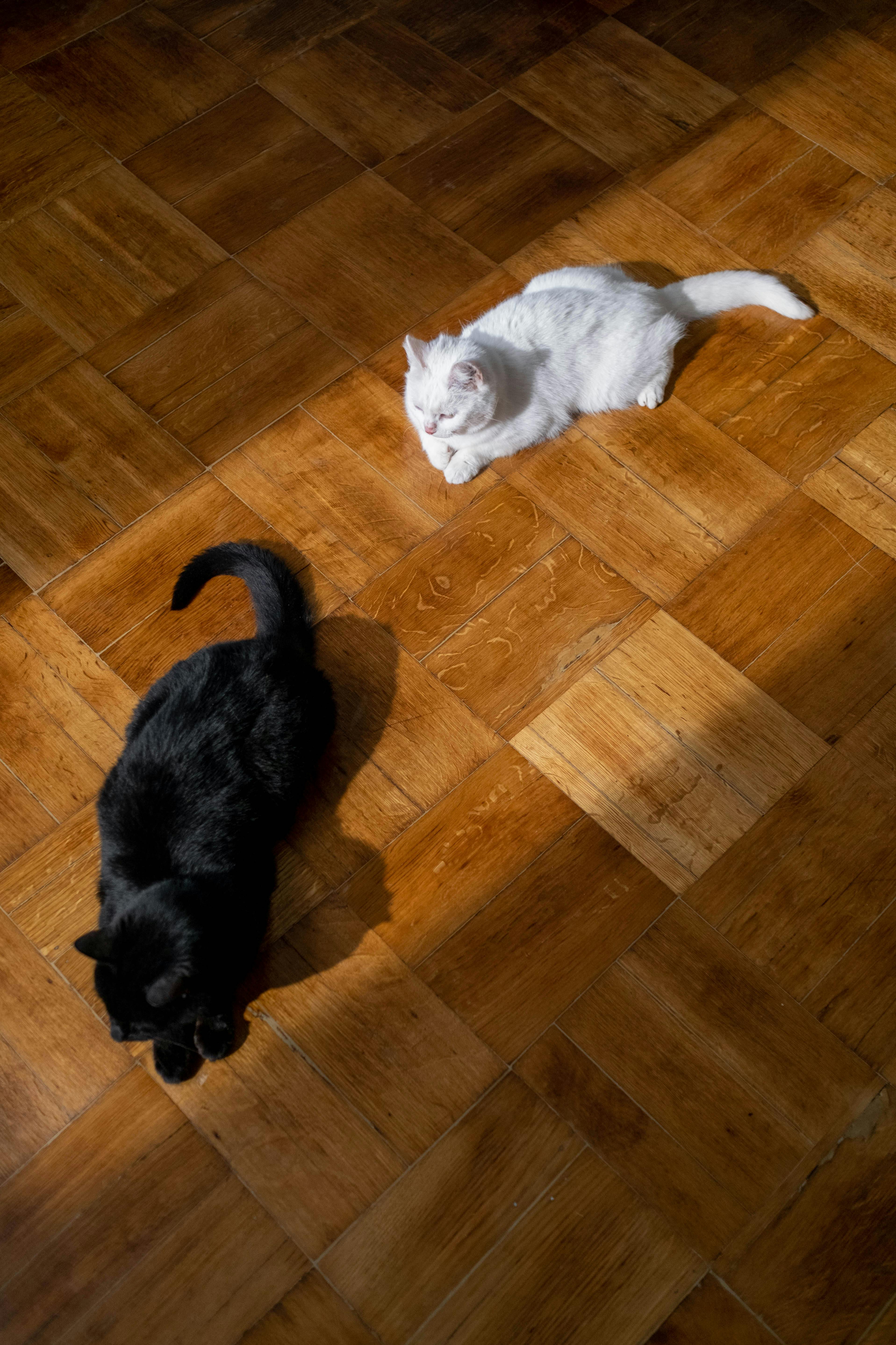 Des chats noirs et blancs sur le sol | Source : Pexels