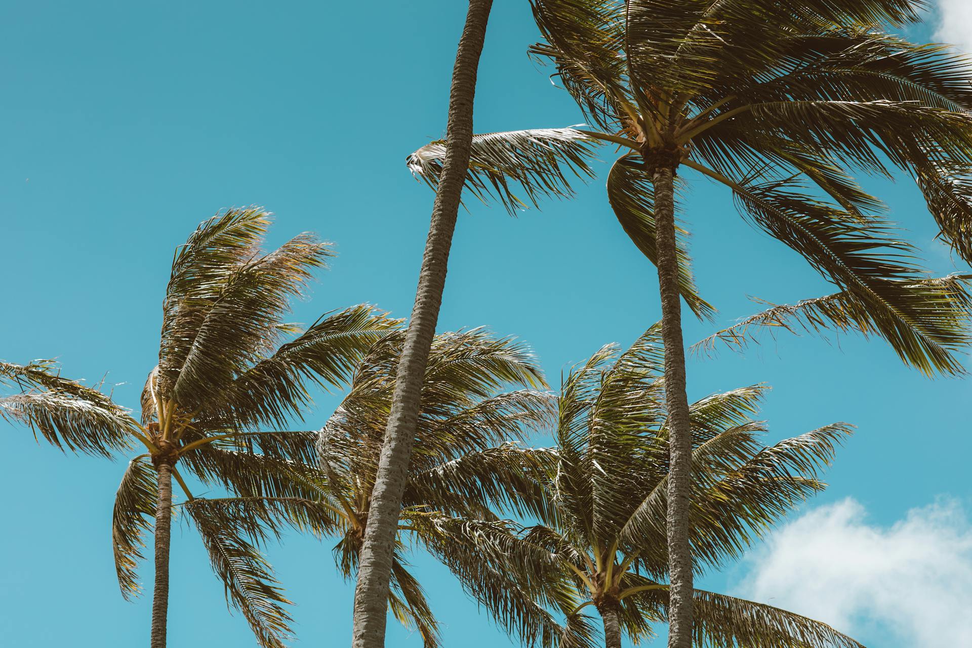 Palmiers par temps venteux | Source : Pexels