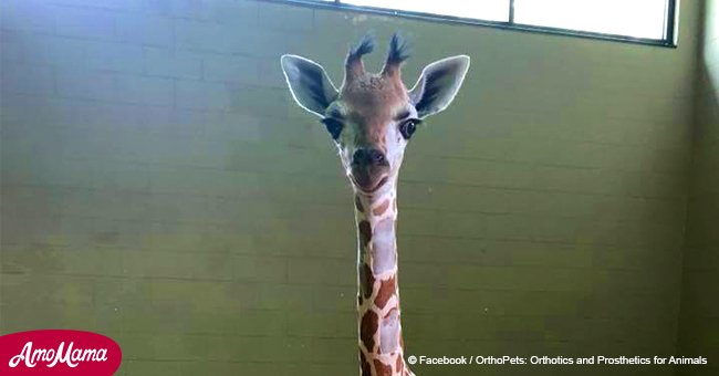 Une girafe de huit semaines a été euthanasiée dans un zoo américain