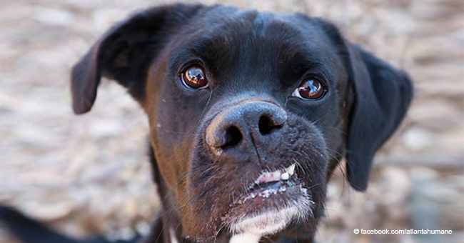 "Le chien le plus incroyable" du refuge n'a pas pu trouver un nouveau maître à cause de sa mâchoire tordue