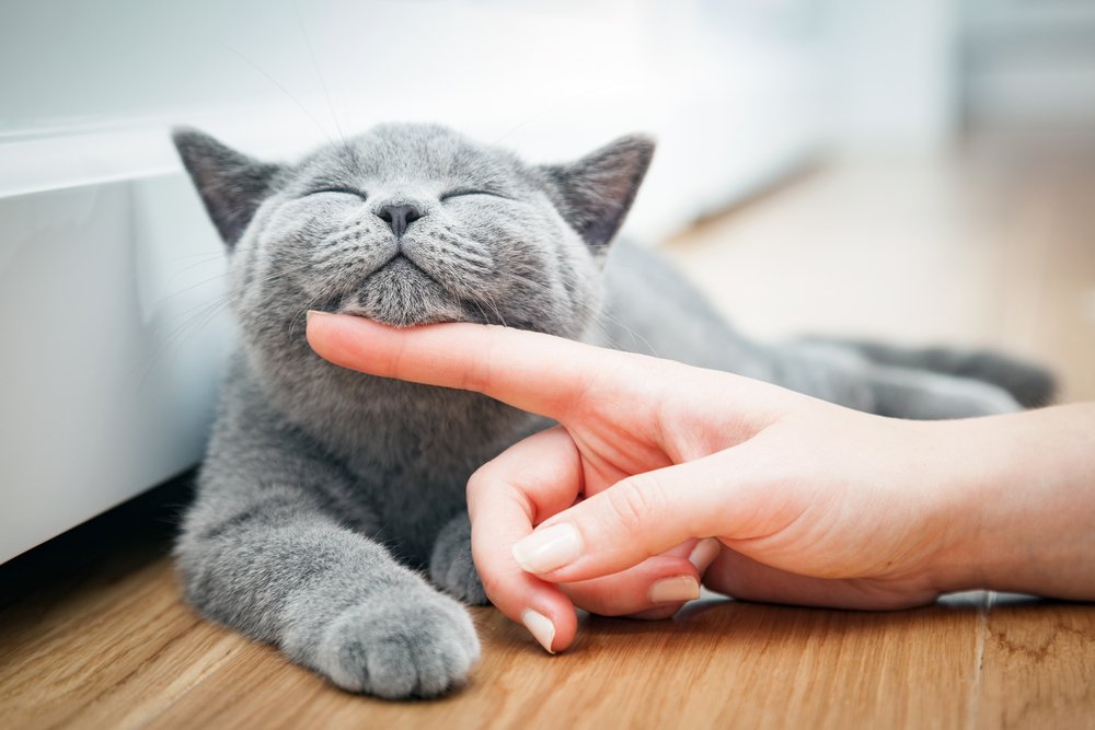 Un heureux chaton qui aime être caressé par la main de sa propriétaire. | Shutterstock