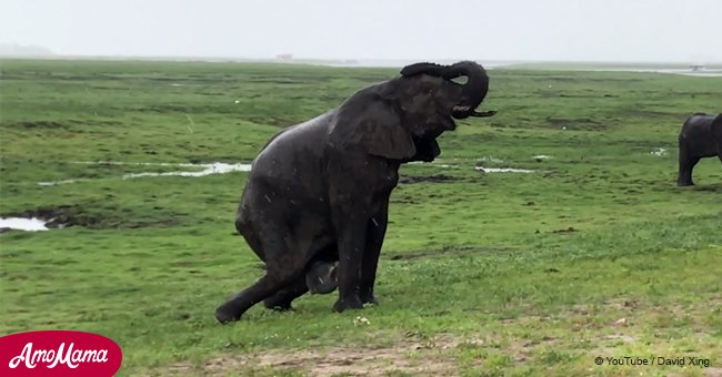 L'éléphant donne naissance au milieu d'un safari. L'incroyable moment après la naissance a été pris en vidéo