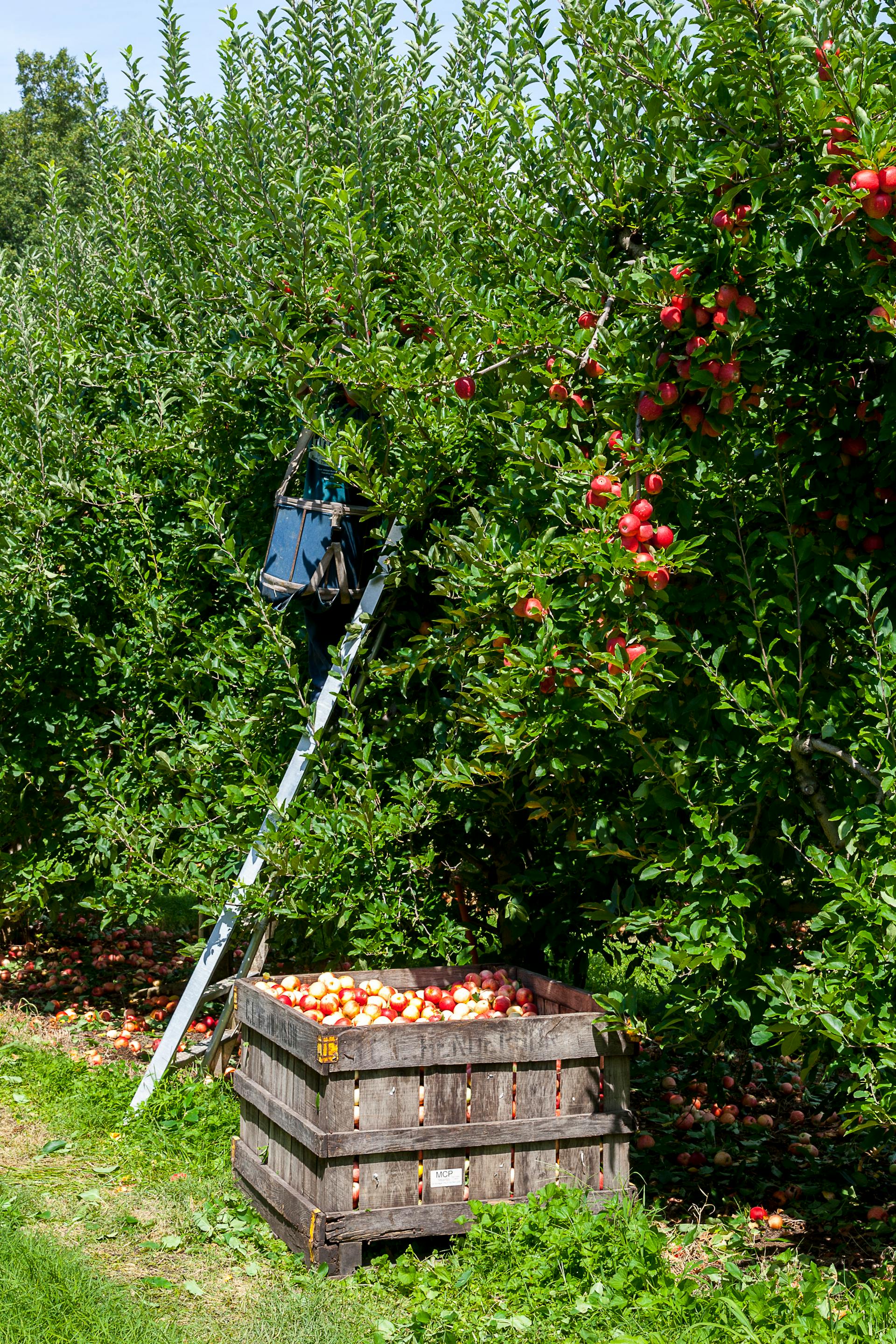 Pommiers dans un verger | Source : Pexels