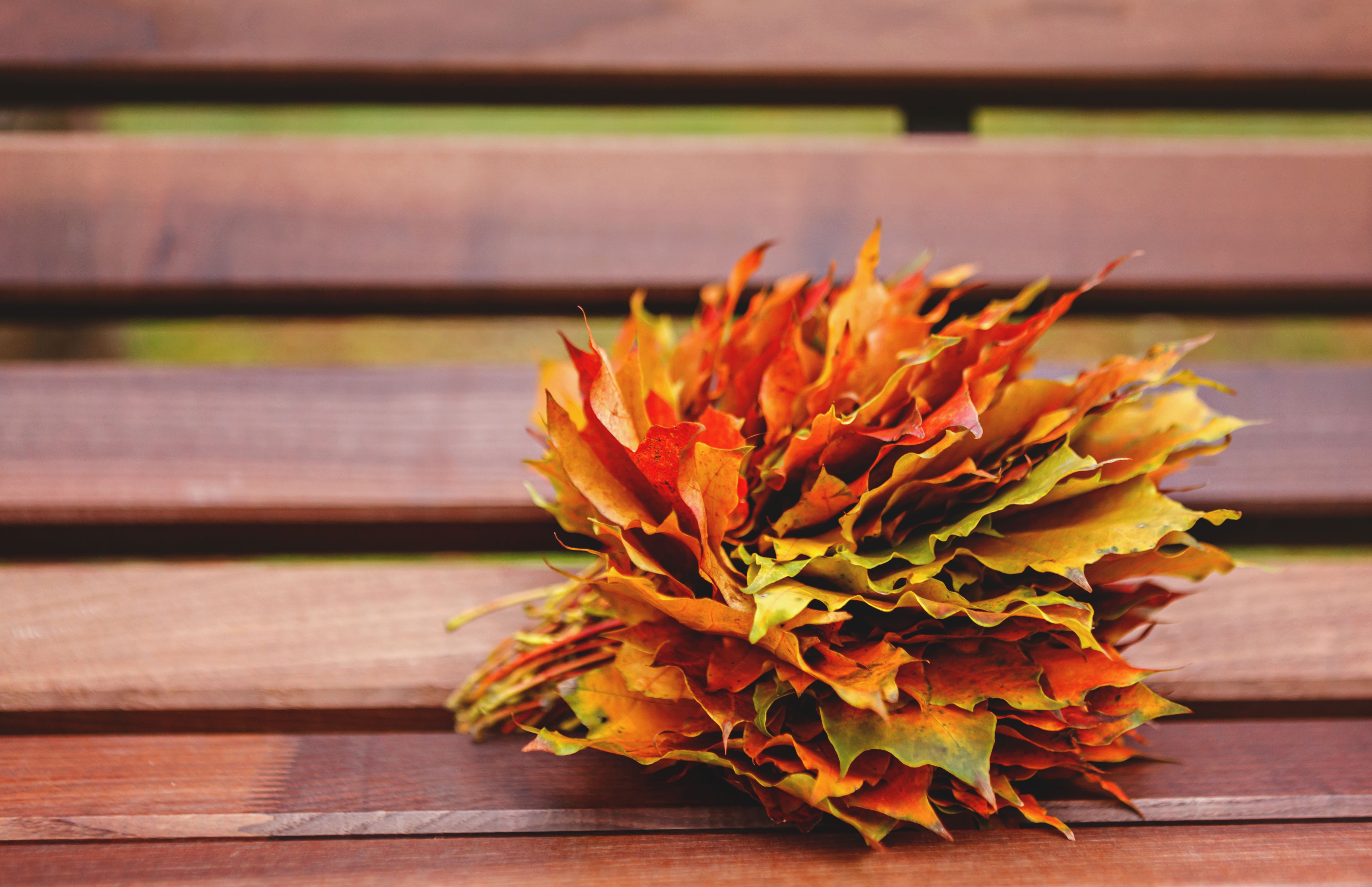 Feuilles d'érable | Source : Pexels