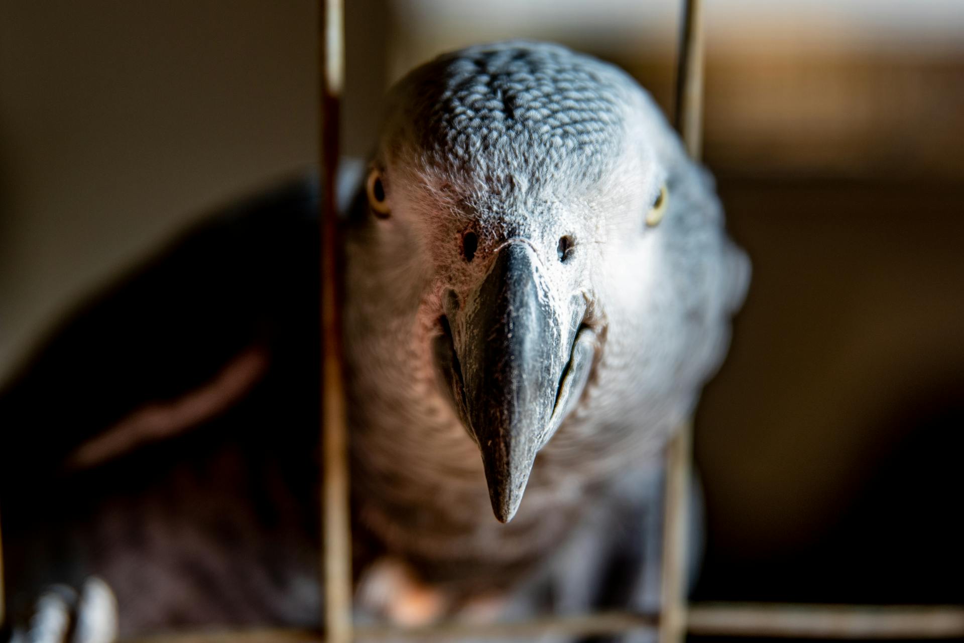 Un perroquet dans une cage à oiseaux | Source : Pexels