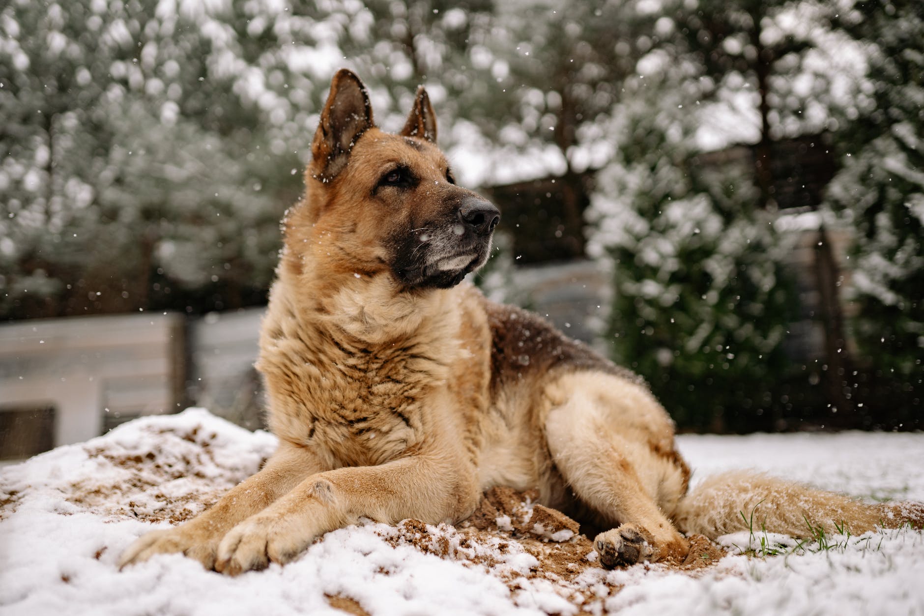 Le père Harris a perdu Bobby de vue jusqu'à ce qu'il aperçoive un chien aboyer près d'une hutte. | Source : Pexels