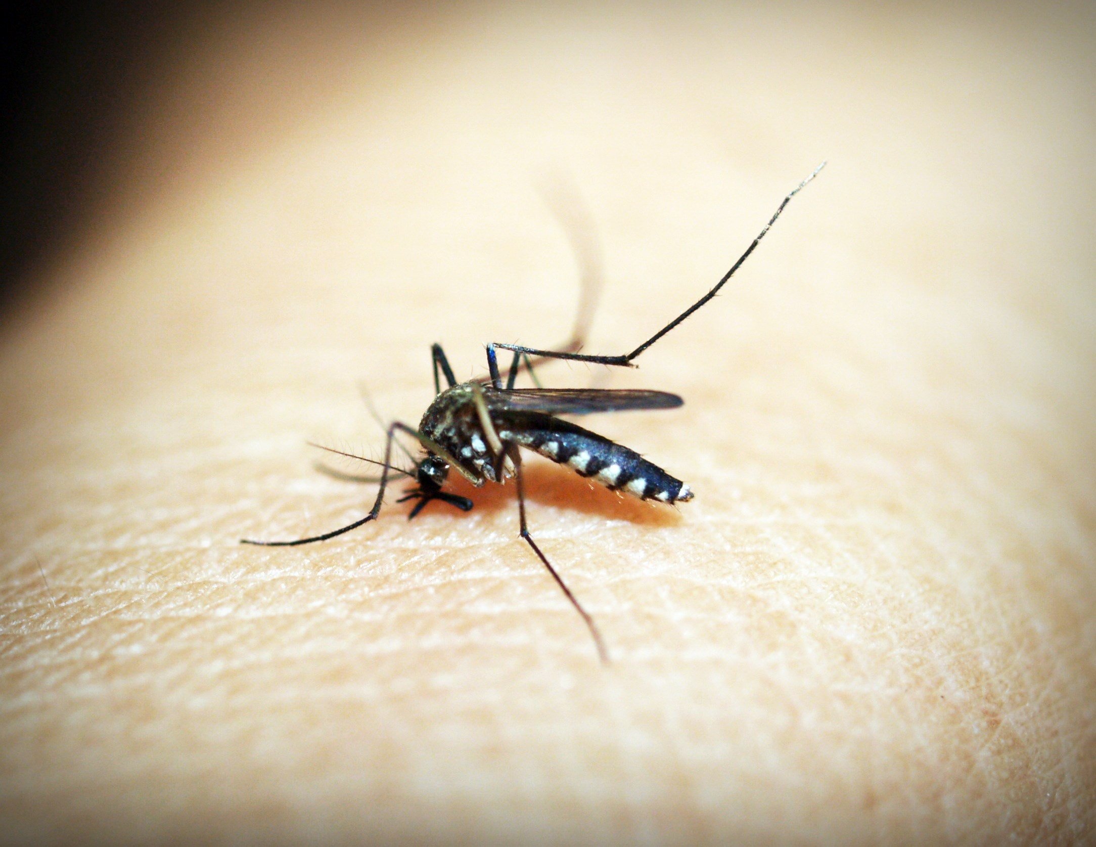 Un moustique posé sur la peau | Photo : Pexels.
