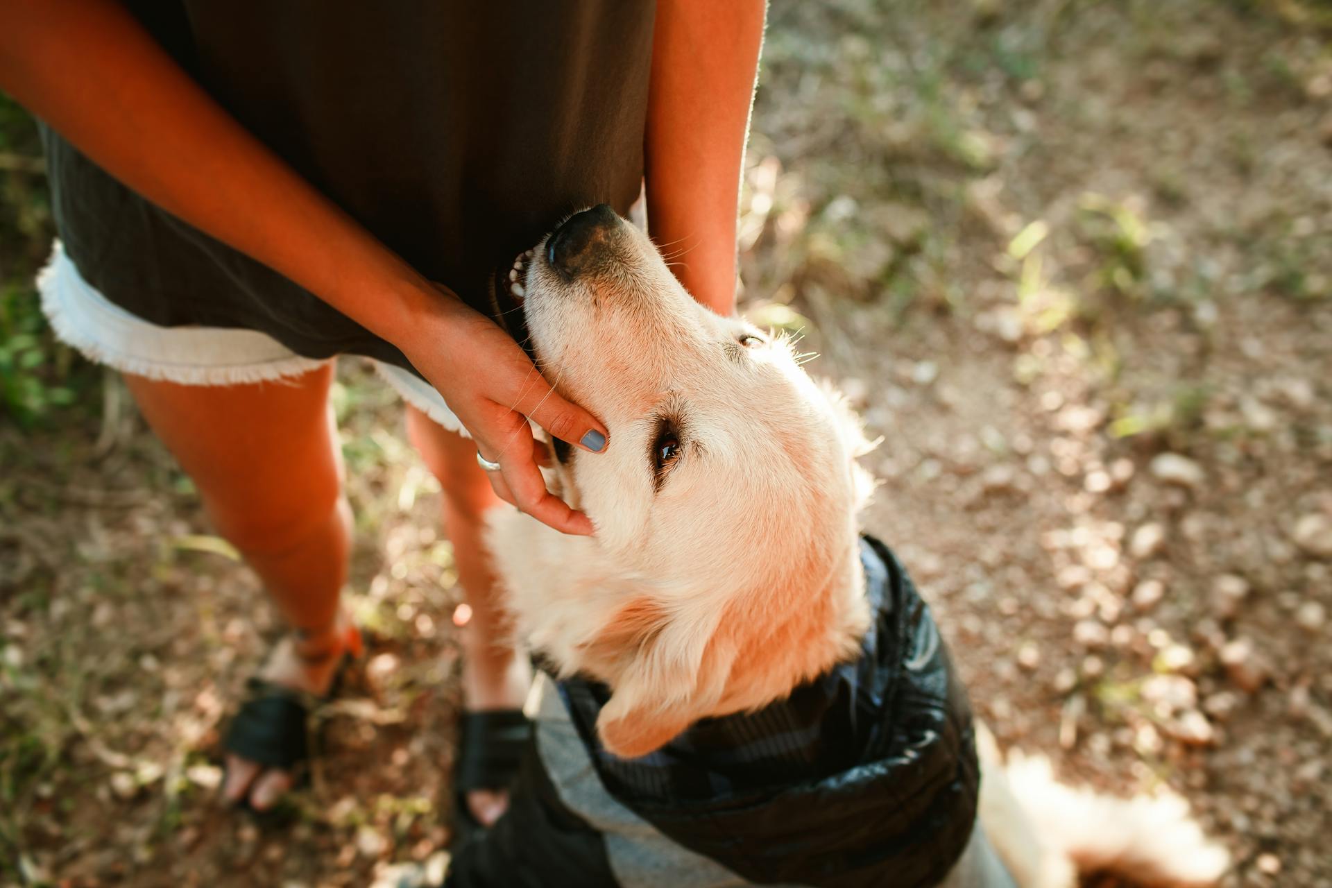 Une femme caresse son chien | Source : Pexels