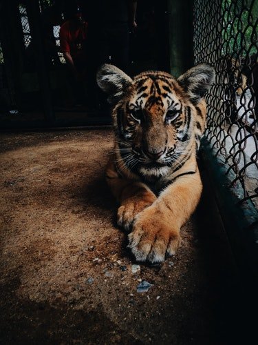 Un tigre en cage | Photo : Pixabay