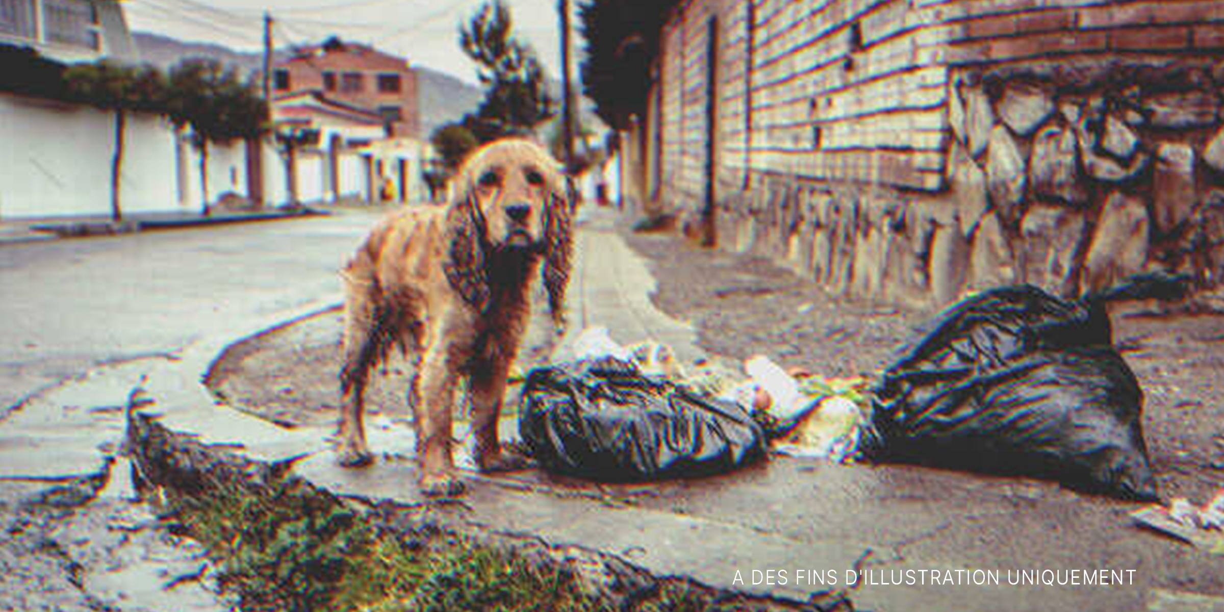 Un chiot errant se trouvant près des ordures | Source : Getty Images