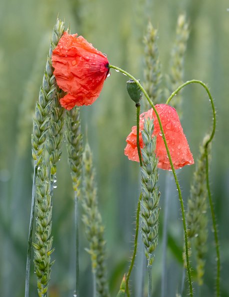 Les gouttes de pluie alourdissent les fleurs de pavot dans un champ de maïs. |Photo : Getty Images