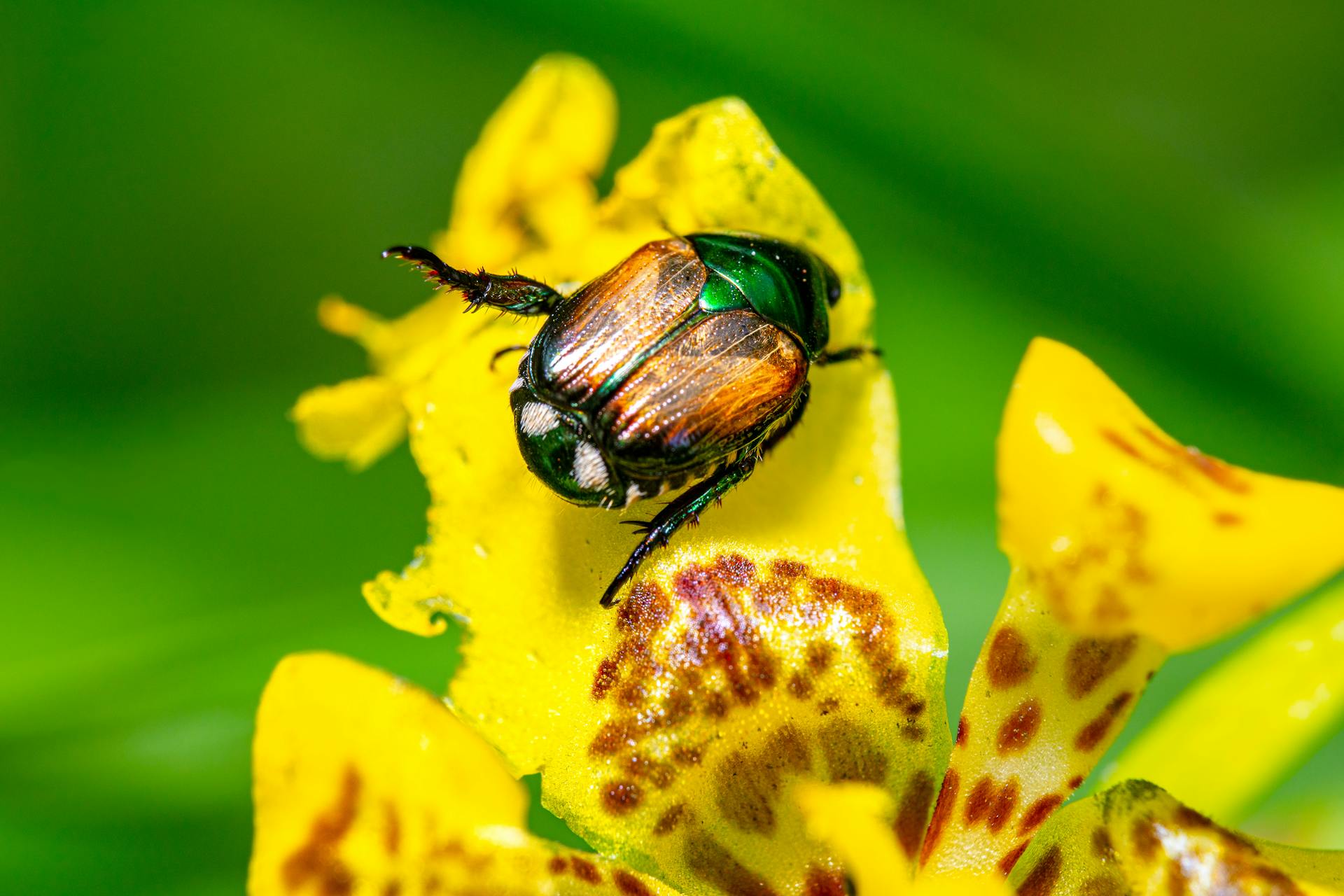 Un scarabée sur une fleur | Source : Pexels