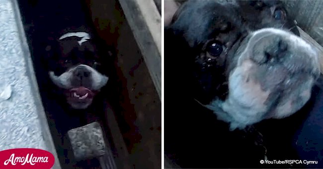 Les sauveteurs d'animaux partagent une vidéo de la sauvegarde d'un bulldog qui était bloqué et ne pouvait pas bouger pendant 3 heures