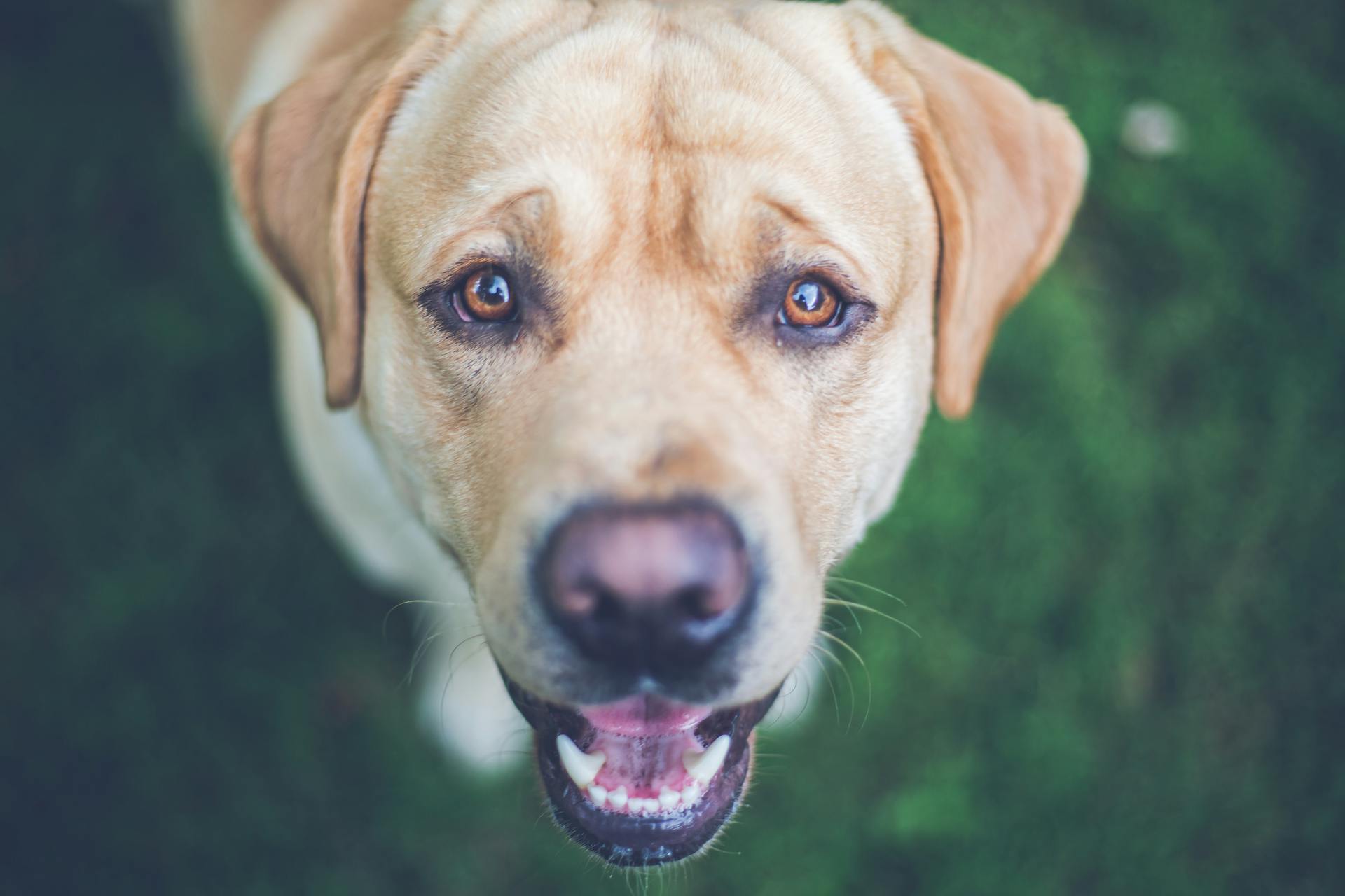 Un chien du Labrador | Source : Pexels