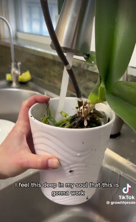 Water being added to an orchid plant, as seen in a TikTok video dated January 24, 2023 | Source: TikkTok/@growithjessie