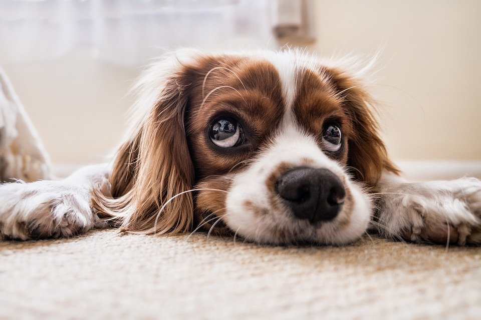 Un chien triste. | Photo : Pixabay