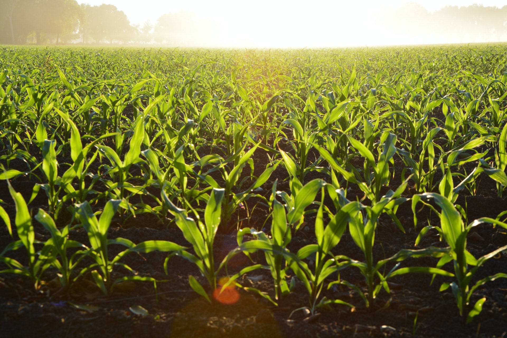 A green field | Source: Pexels