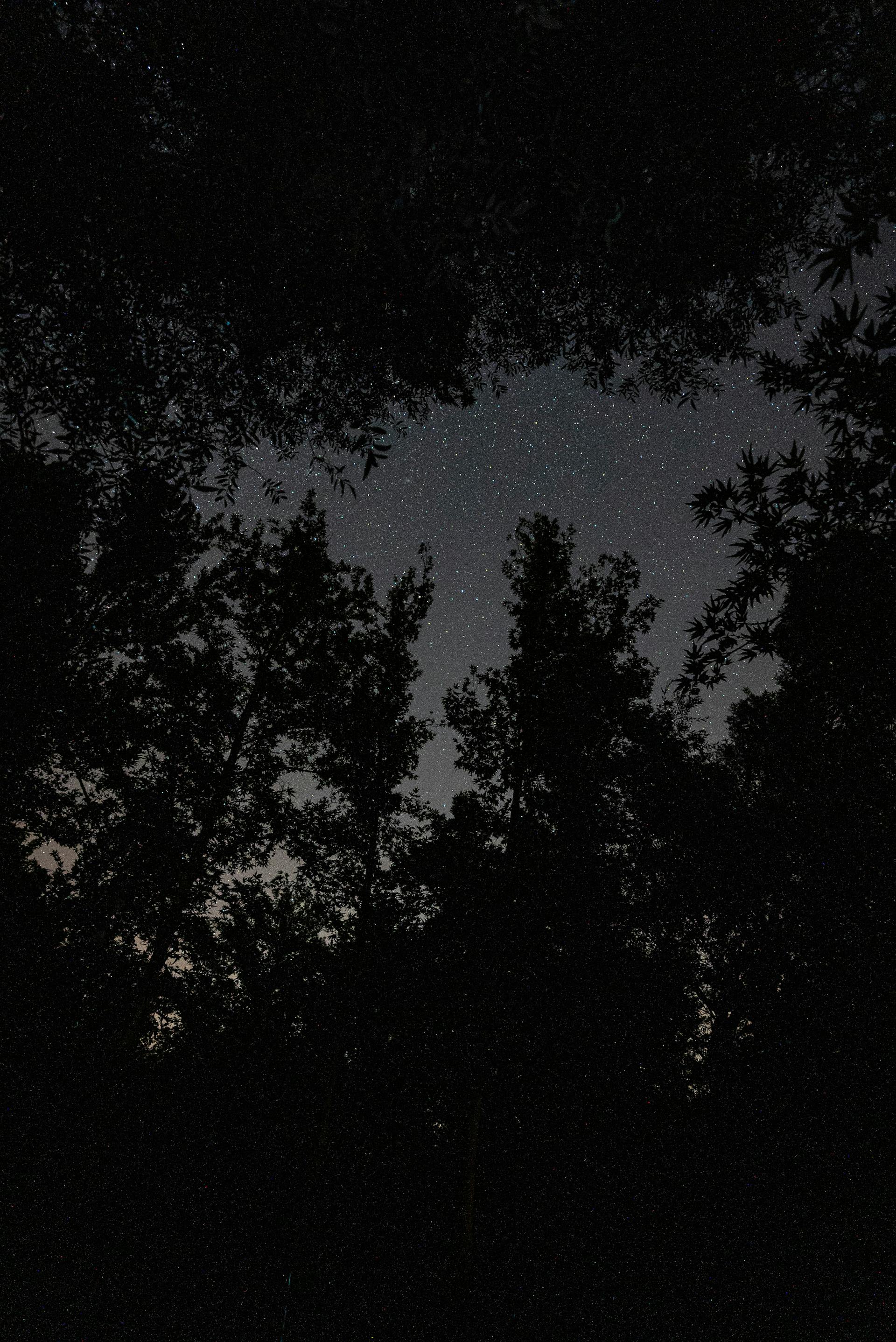 Une forêt au crépuscule | Source : Pexels