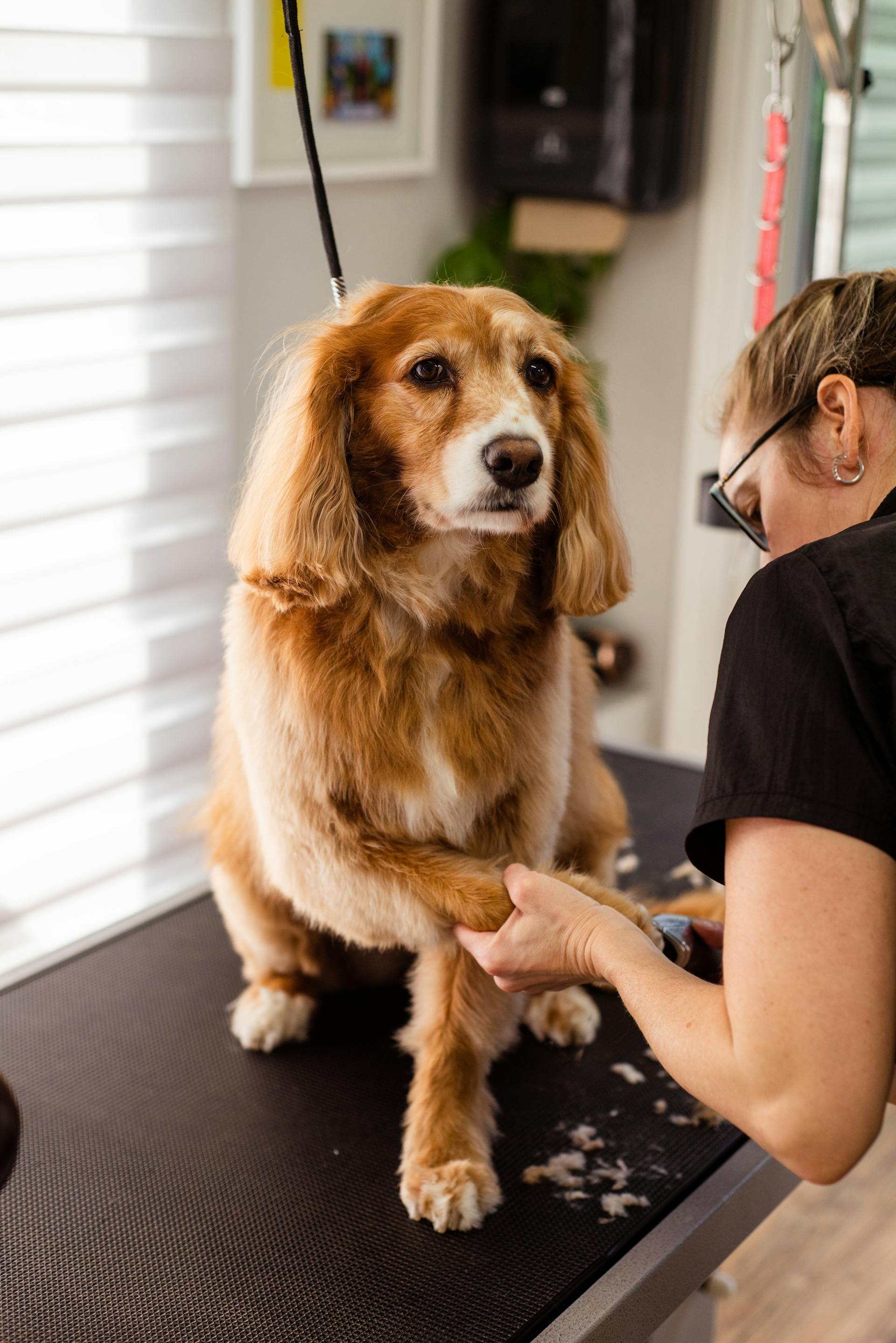 Une personne en train de toiletter un chien | Source : Pexels