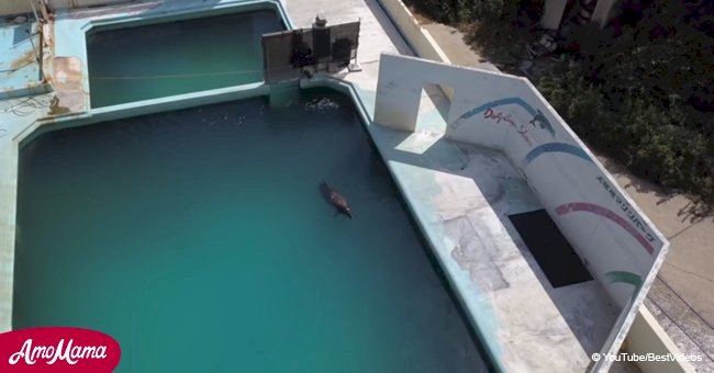 La vidéo déchirante du dauphin laissé seul dans l'aquarium abandonné est devenue virale