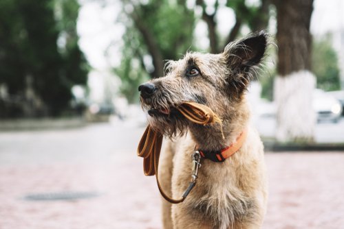 Un chien marron perdu dans la rue de la ville portant un collier et une laisse | Photo : Shutterstock