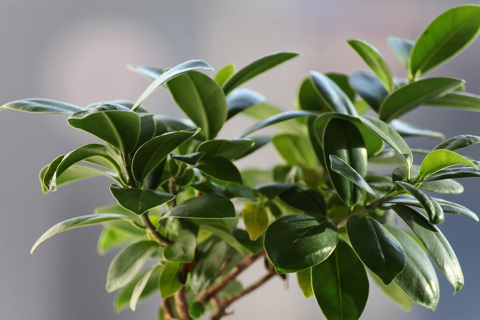 Ficus | Photo : Pixabay