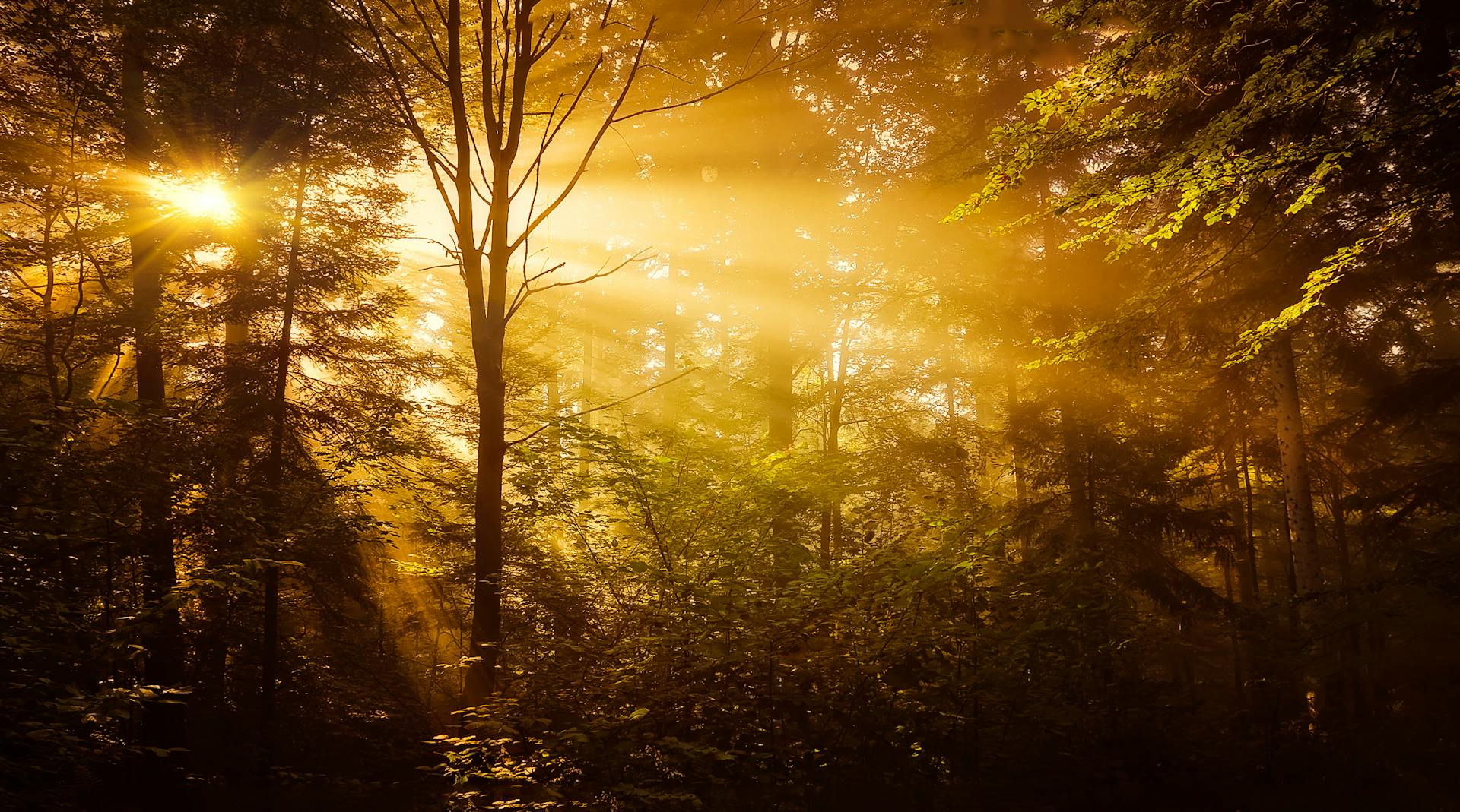 Le soleil brille à travers les arbres d'une forêt | Source : Pexels