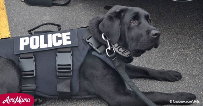 Un chien policier diagnostiqué d'un cancer refuse de cesser sa lutte contre le crime