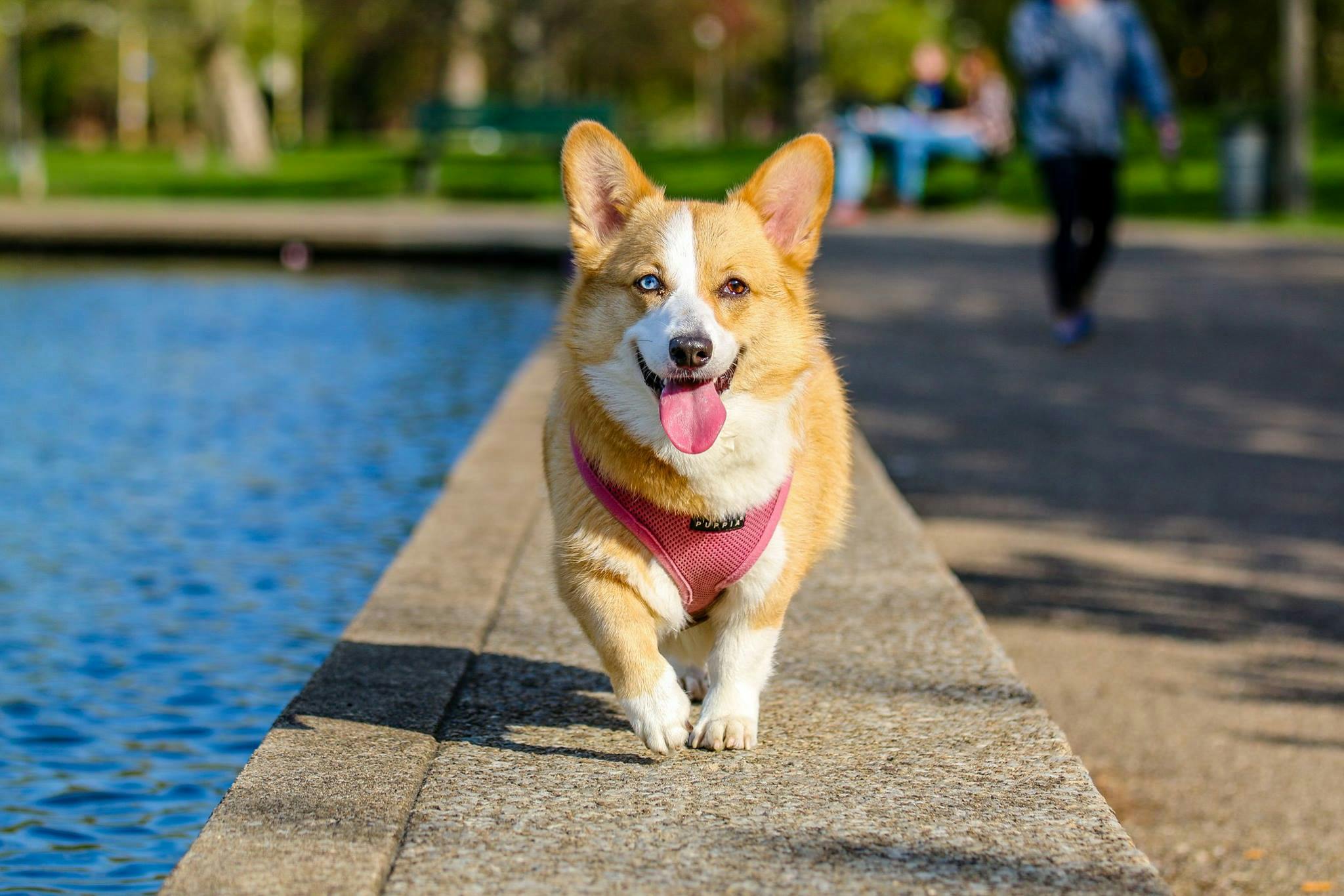 Chien | Source : Pexels