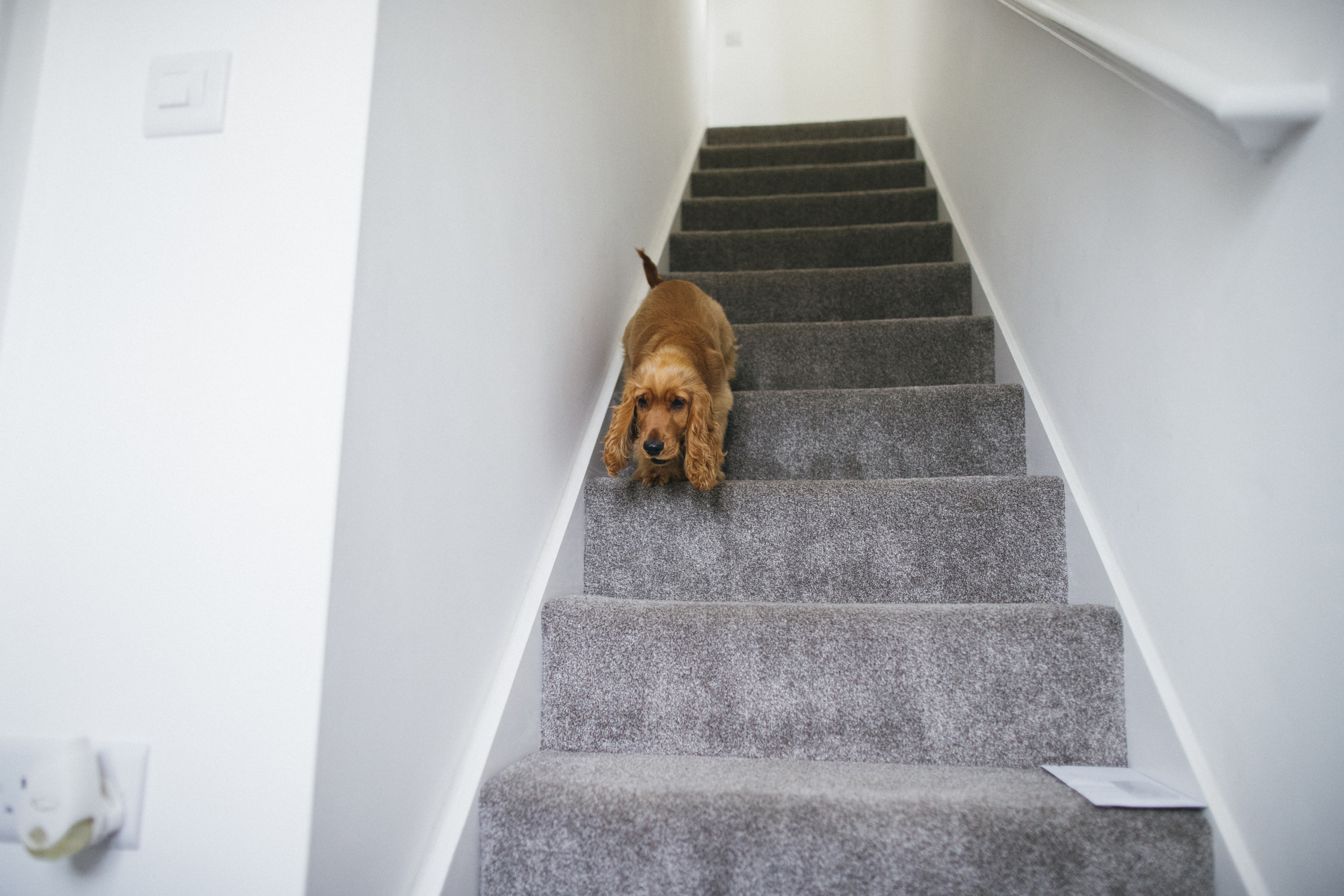 Chien dévalant les escaliers d'une maison | Source : Getty Images