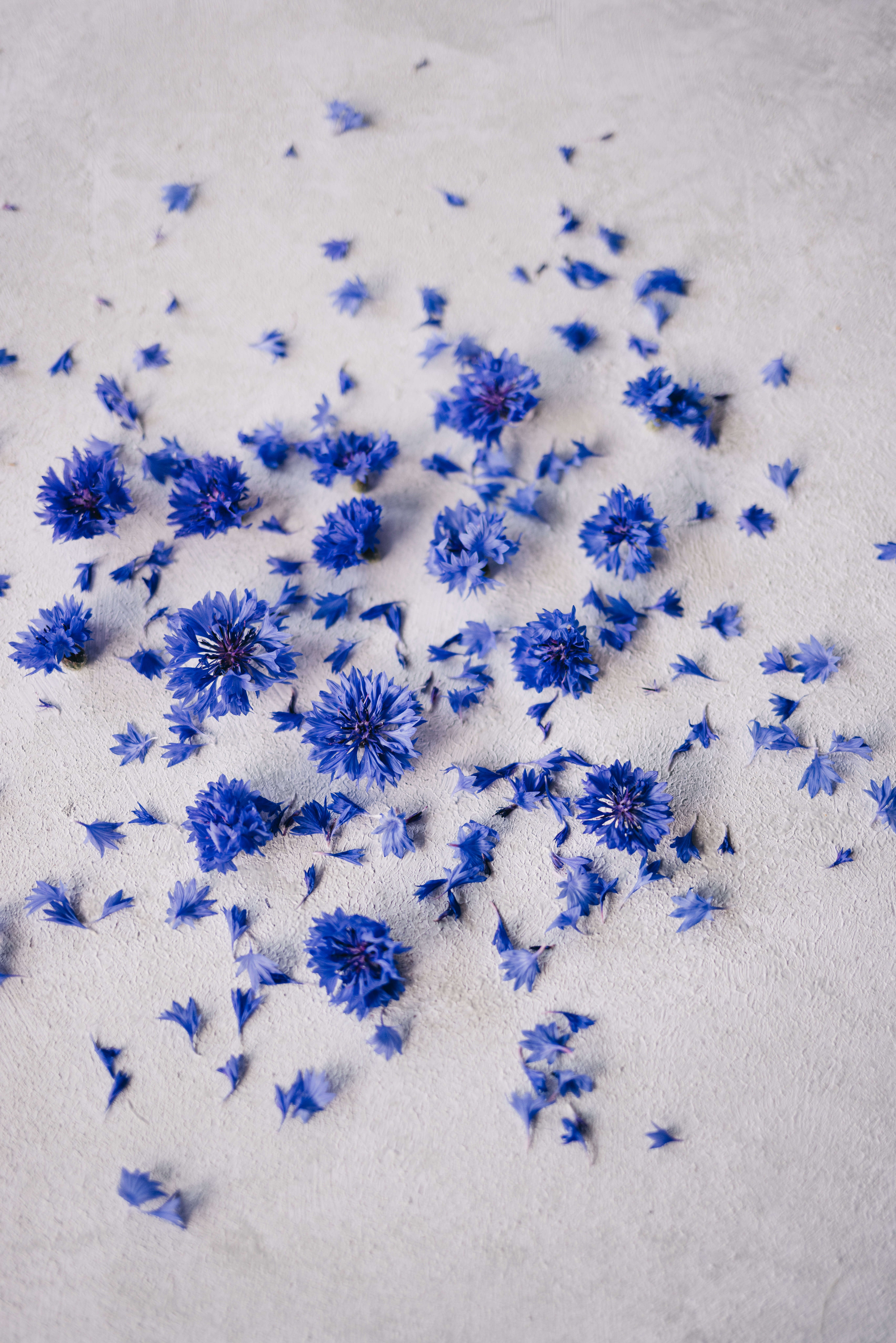 Fleurs bleues et pétales éparpillés sur le sol | Source : Pexels