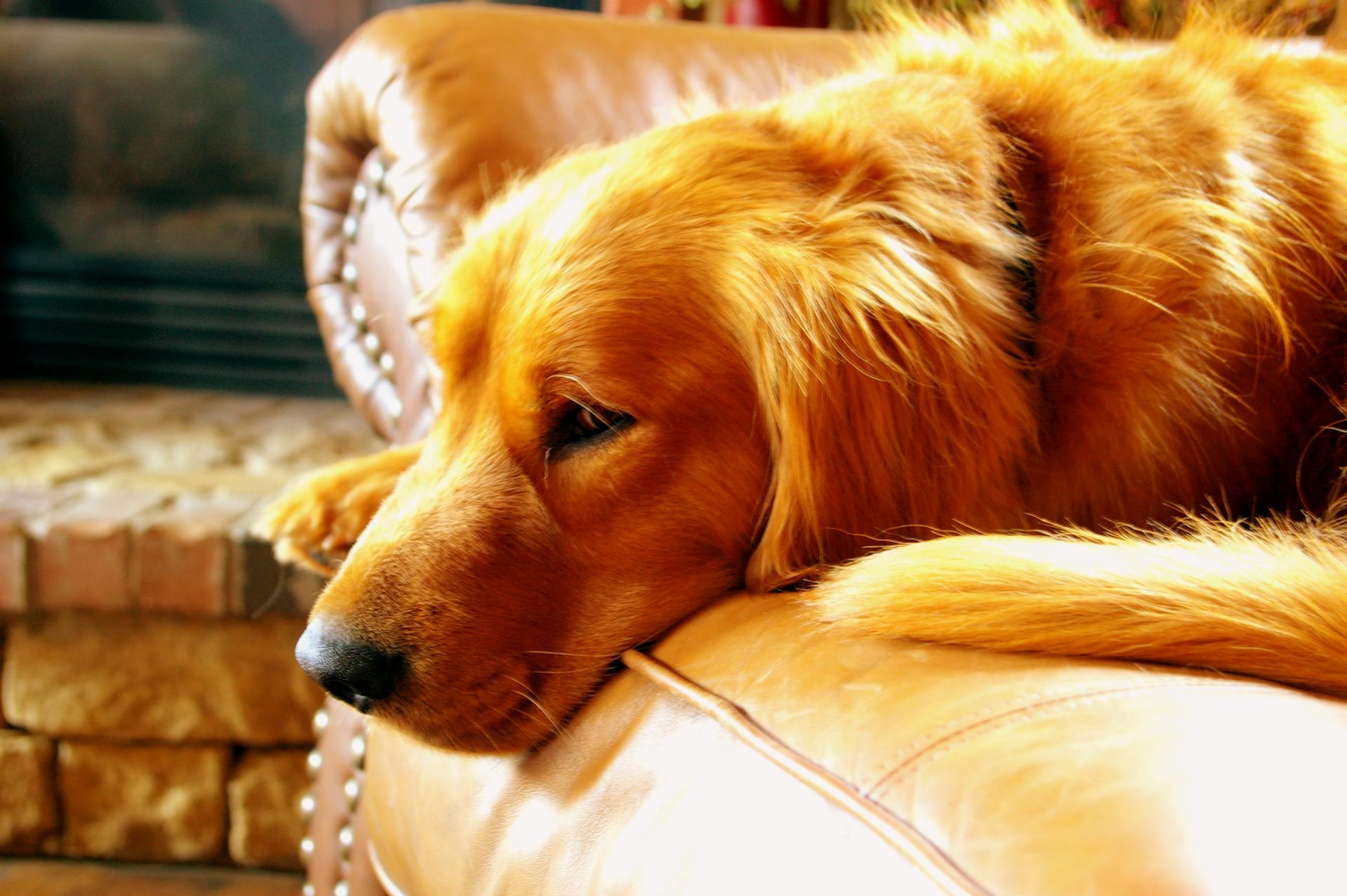 Un chien couché sur un canapé | Source : Pexels