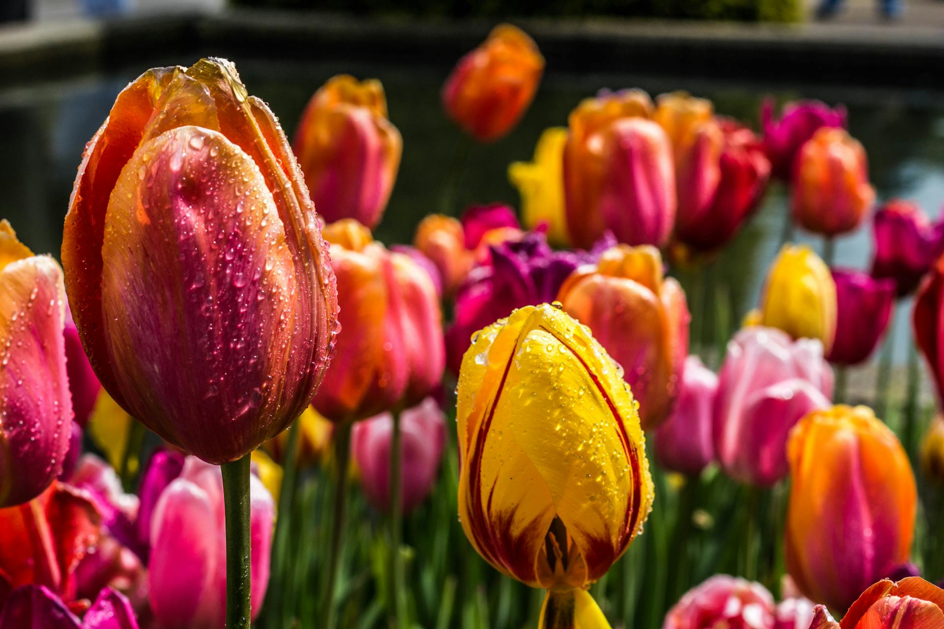 Tulipes | Source : Pexels