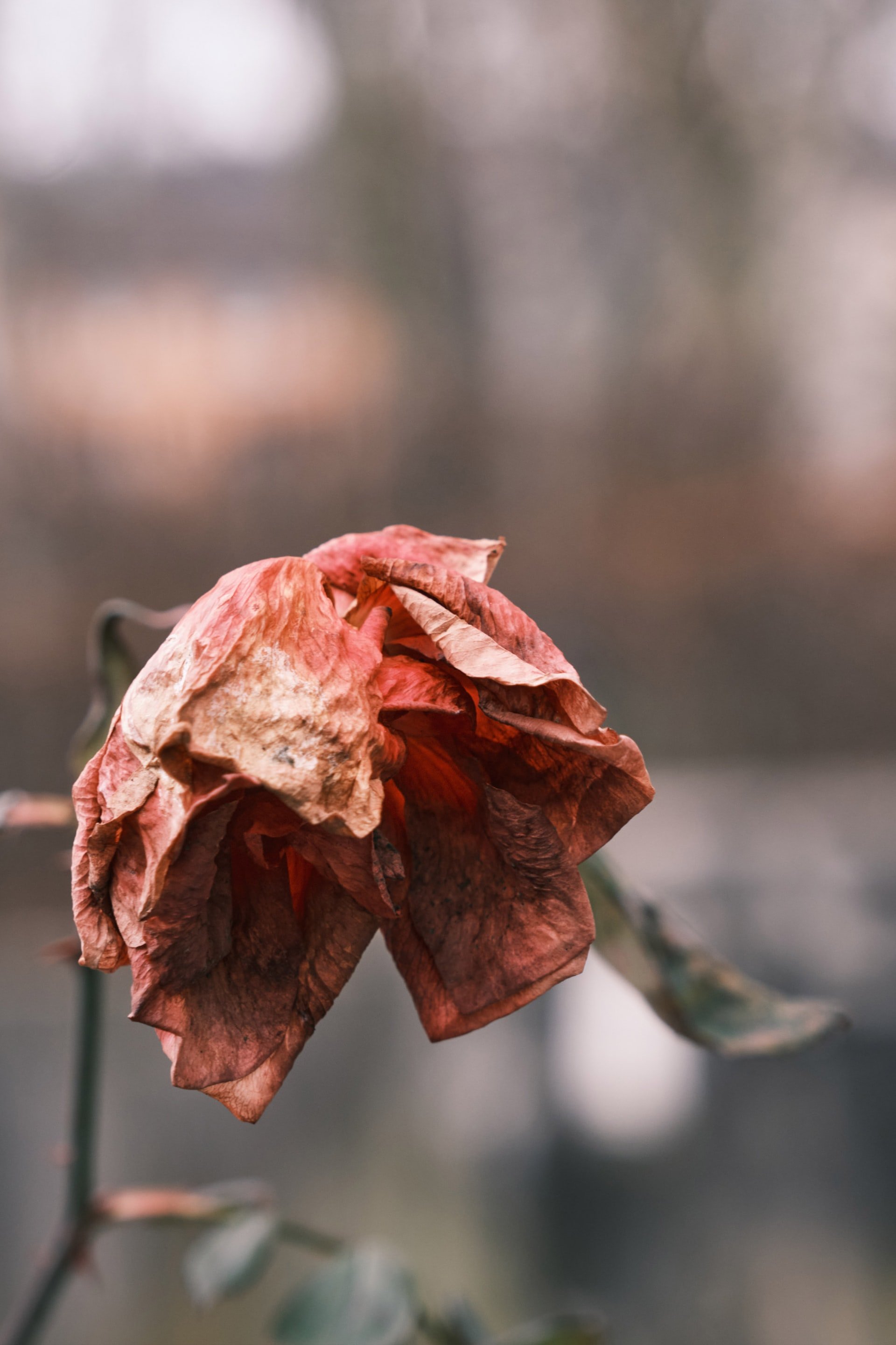 Fleur fanée | Source : Unsplash