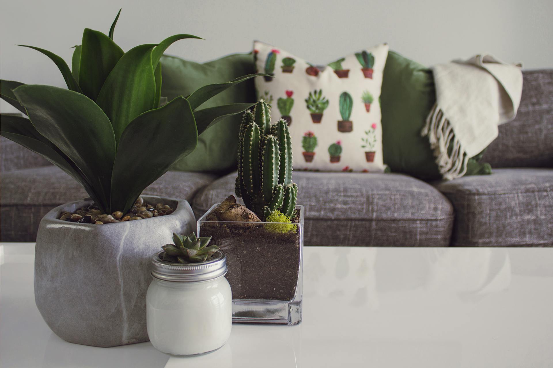 Petites plantes dans un salon | Source : Pexels