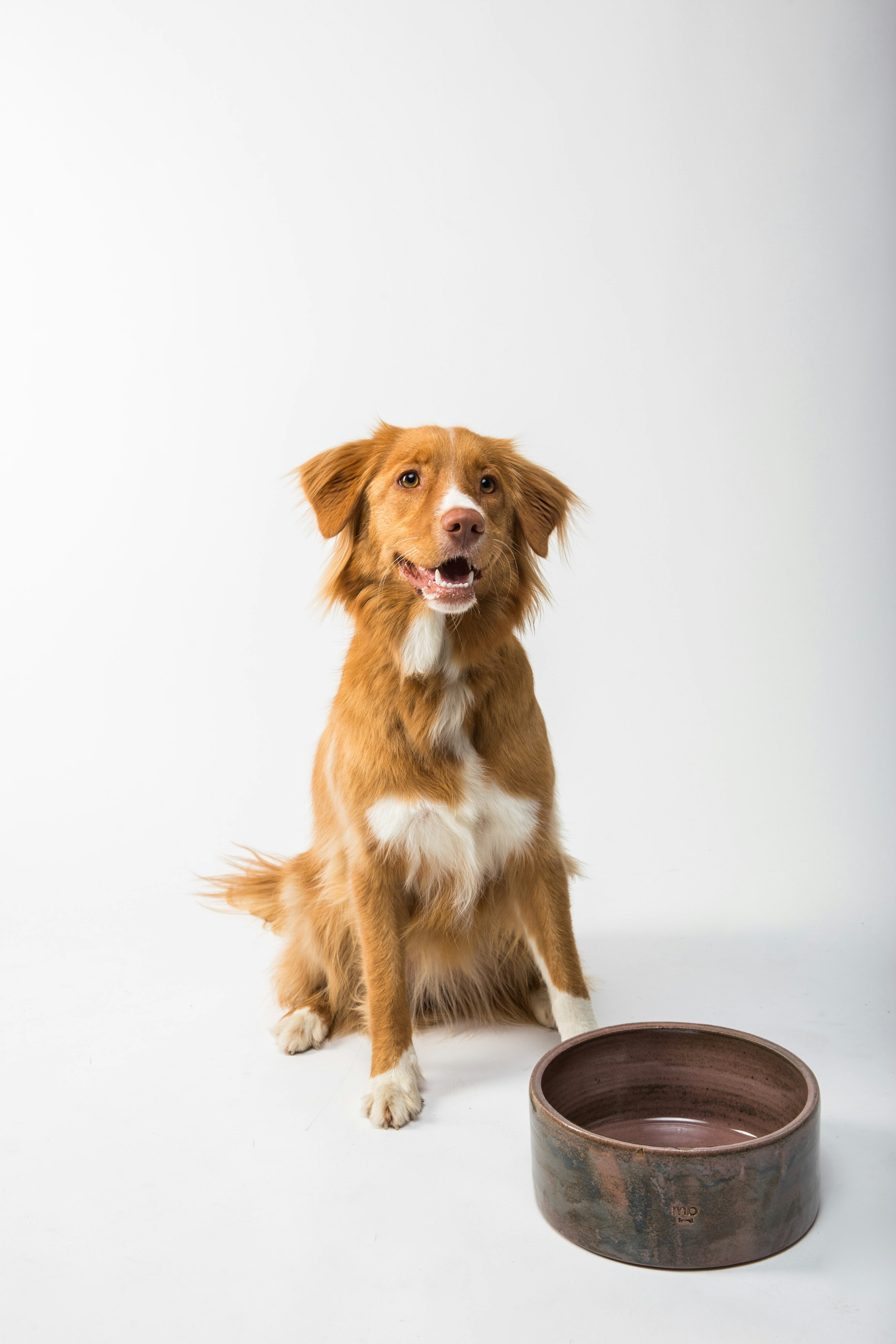 Un chien assis avec sa gamelle | Source : Unsplash