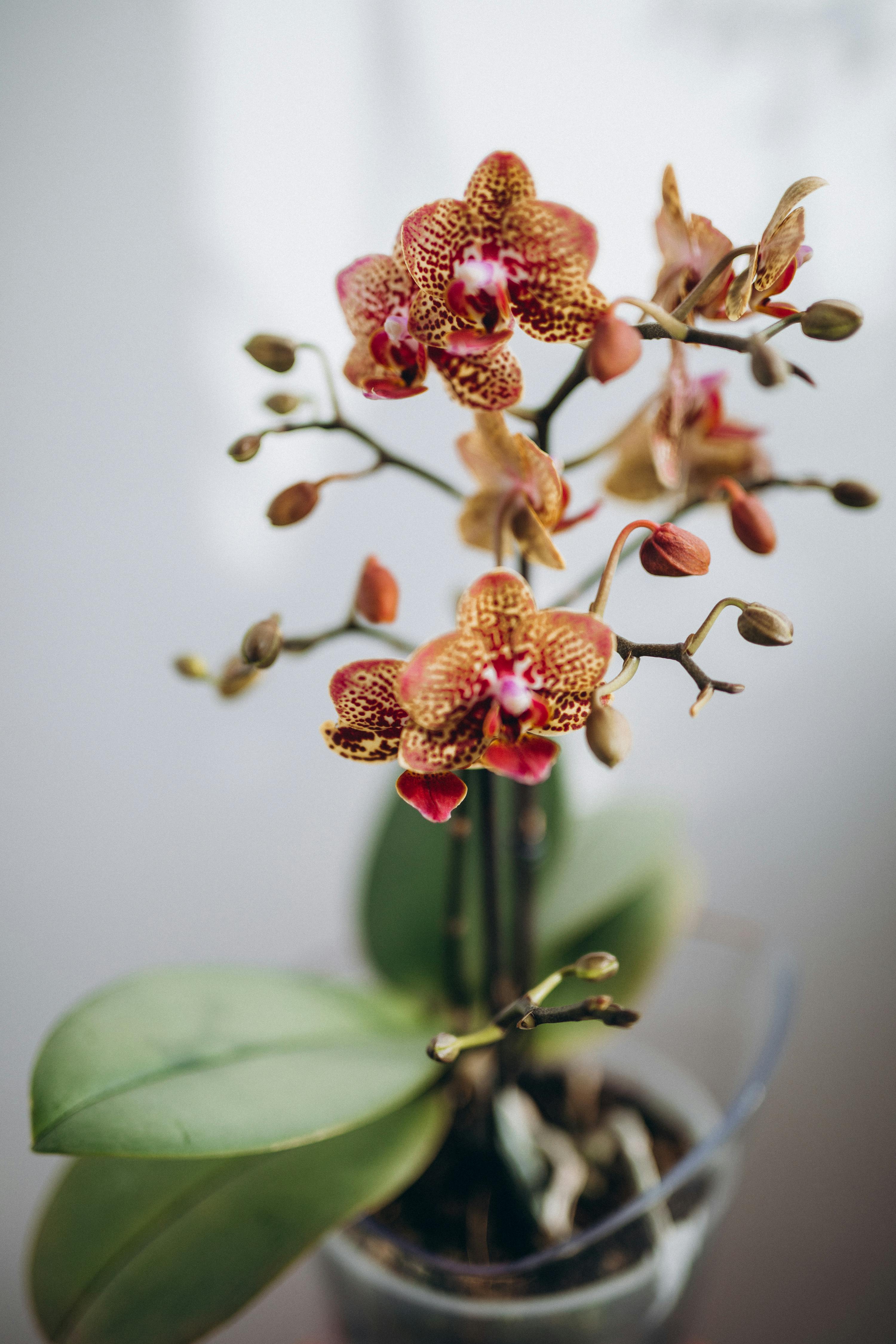 A red orchid with yellow spots | Source: Pexels