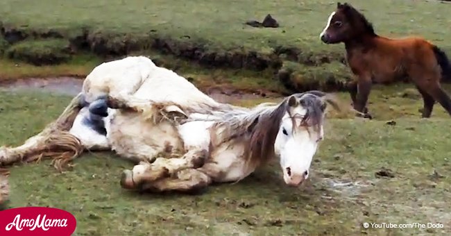 Le poulain refuse de quitter sa mère affaiblie qui ne peut plus bouger pour garder un œil sur les sauveteurs