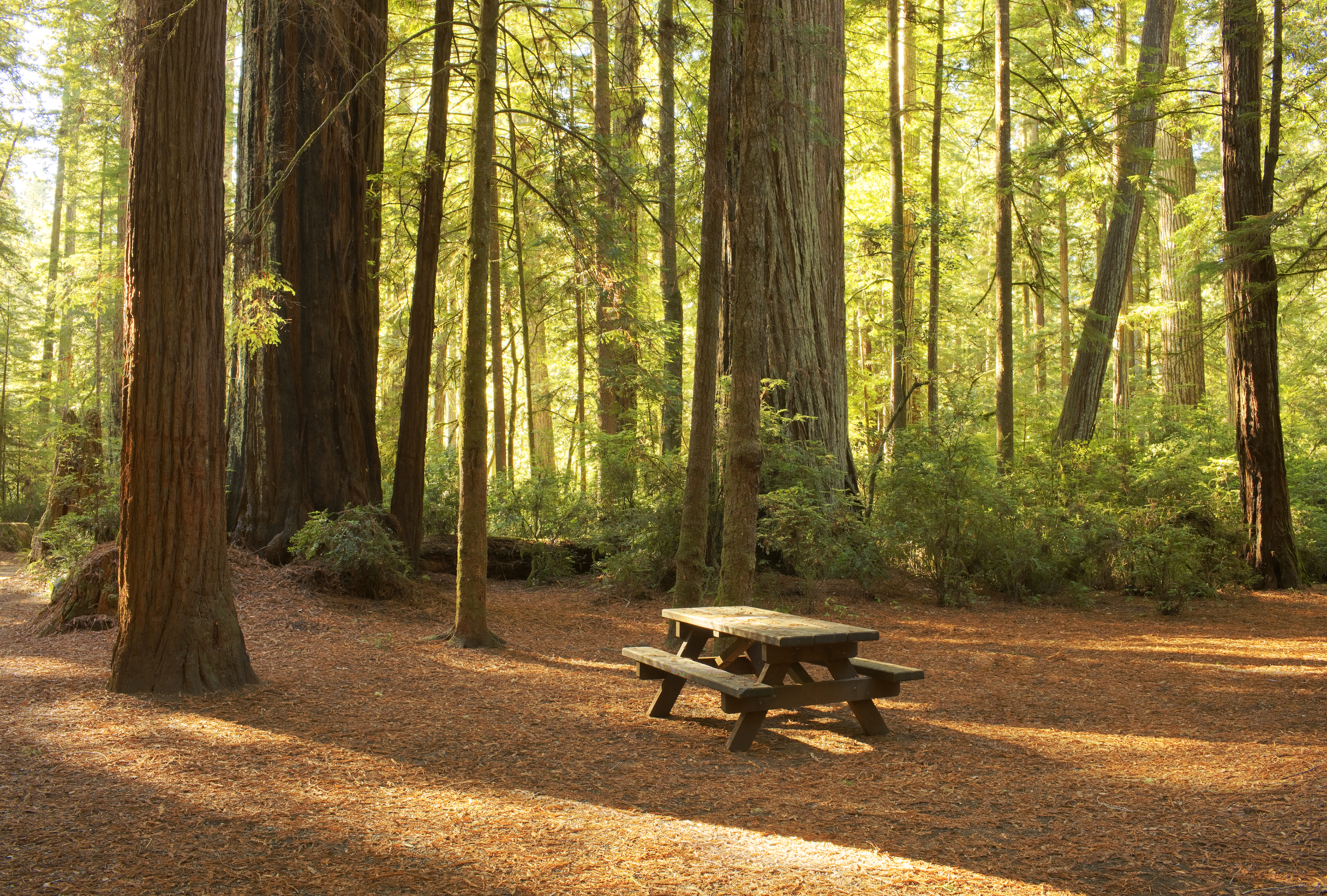 Un banc en pin dans le parc national de Redwood | Source : Getty Images